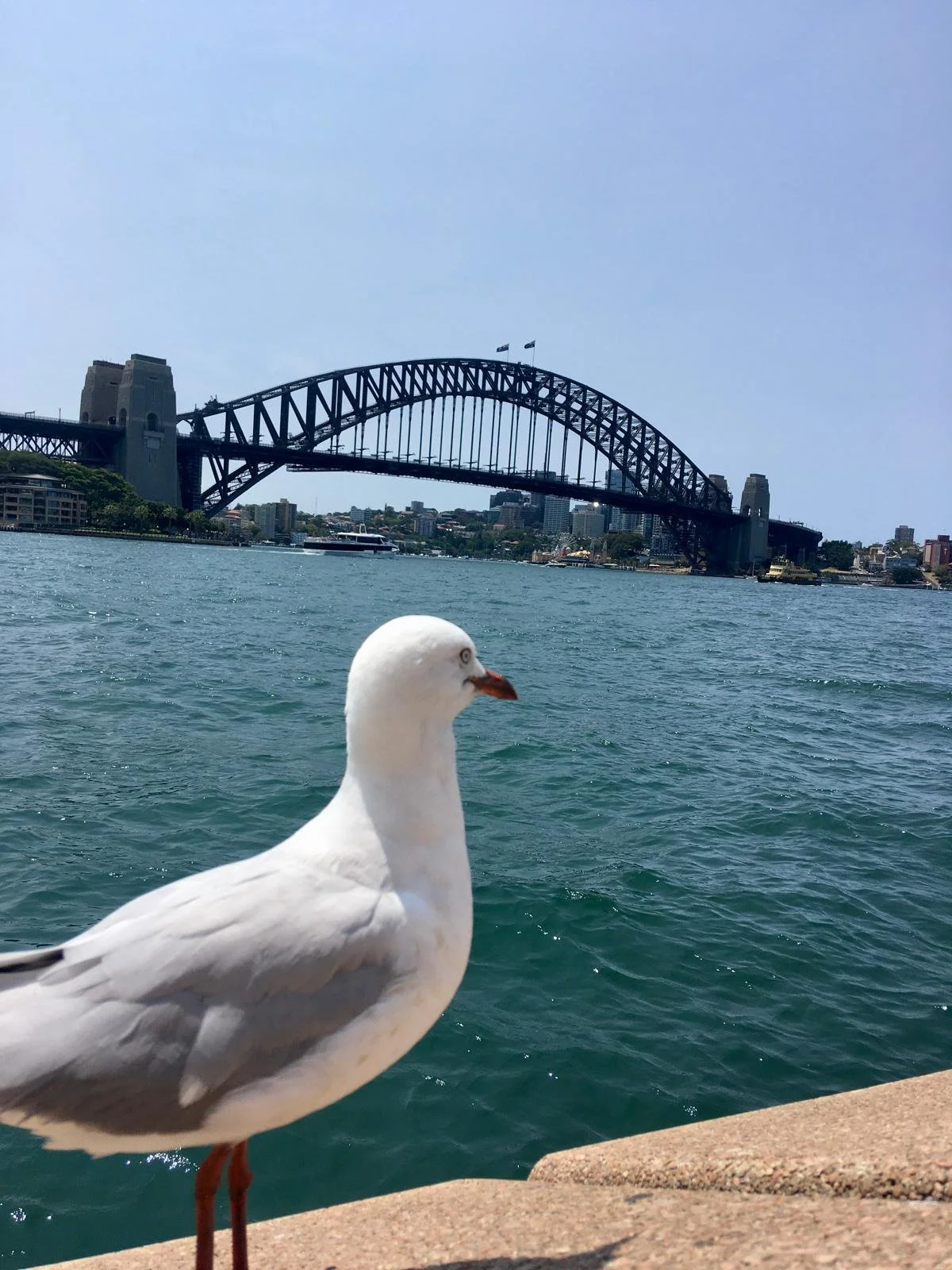 vista hacia sydney bridge.jpeg
