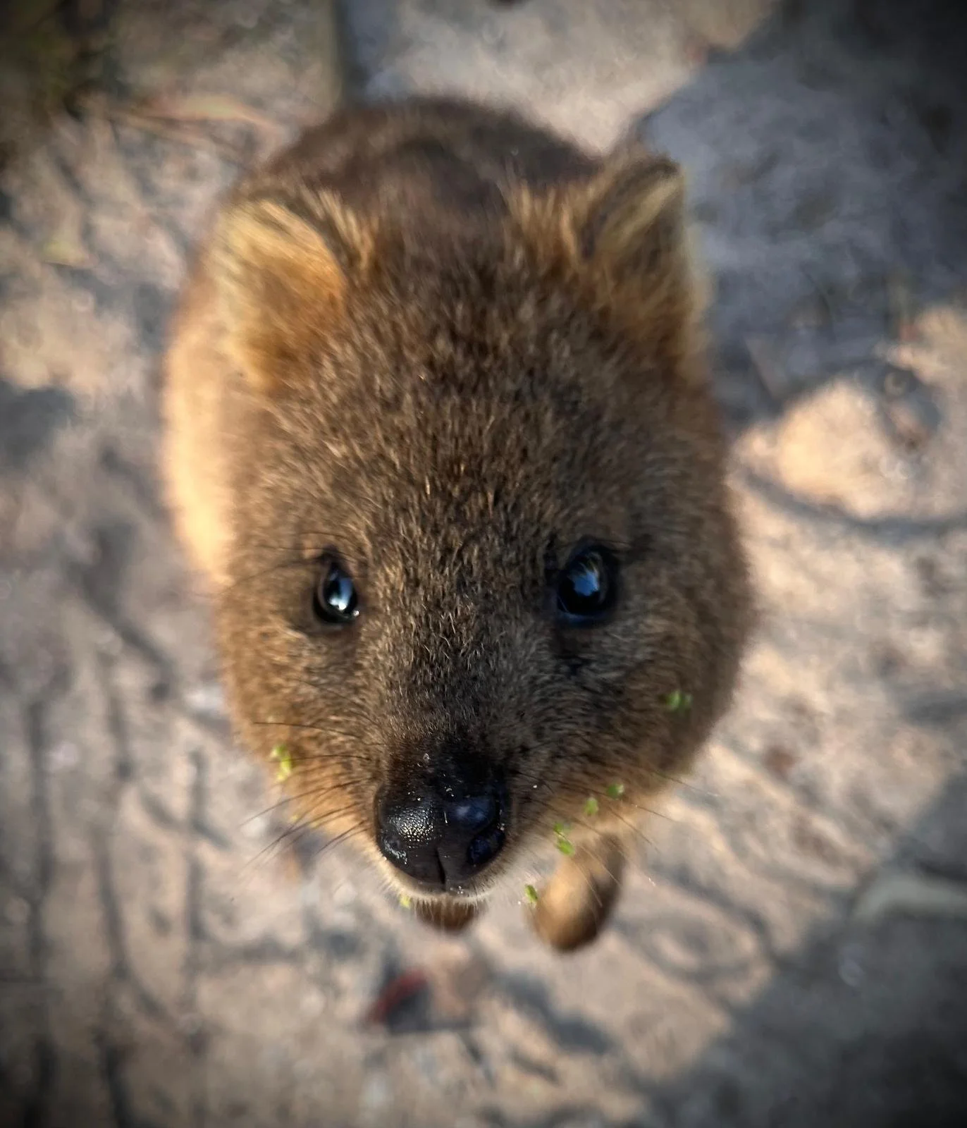 quokka-feliz-en-rottnest-island.jpeg