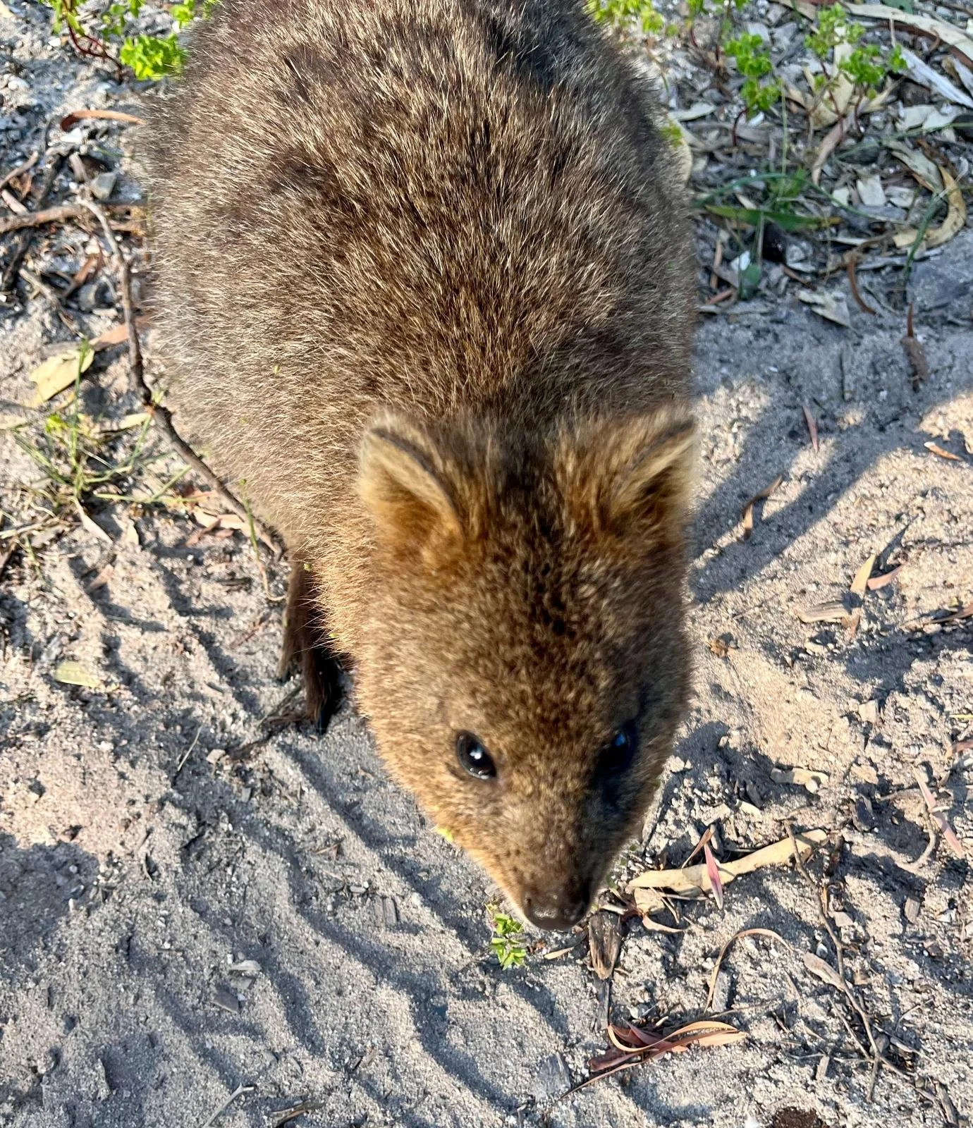 quokka-en-rottnest-island.jpeg