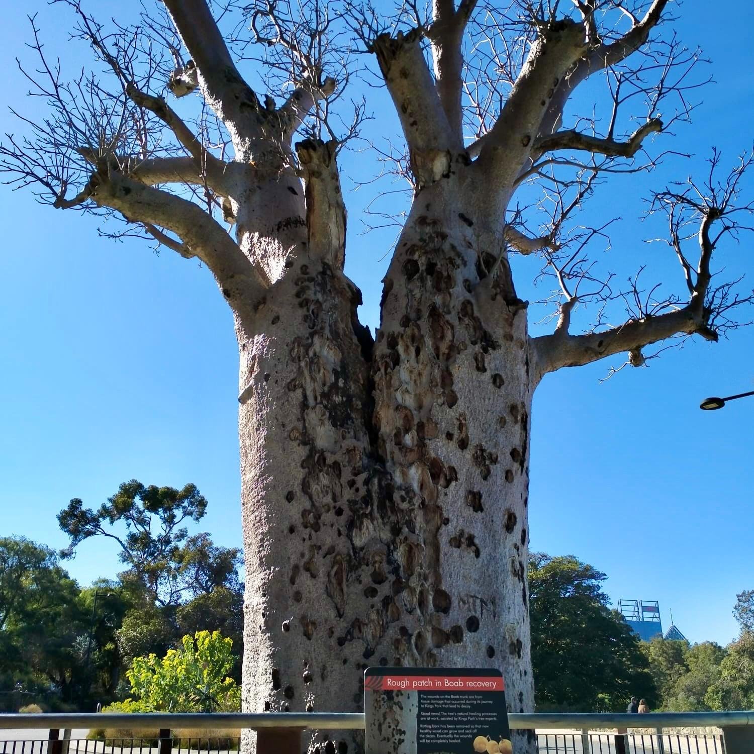 king-park-en-Perth.jpeg
