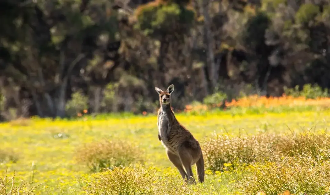 Experiencias únicas en Australia: más allá de lo típico