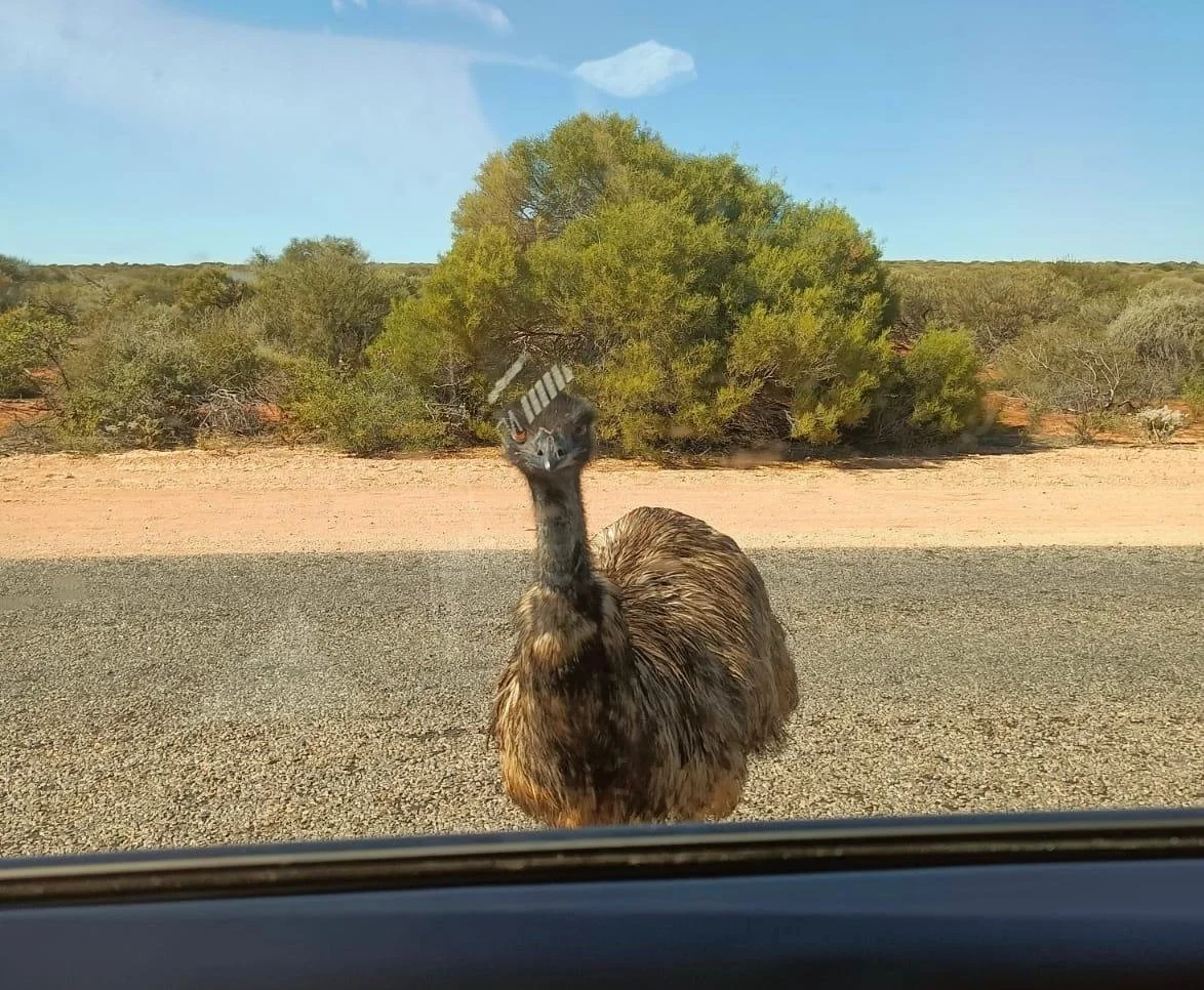 emu-animal-en-australia.jpeg