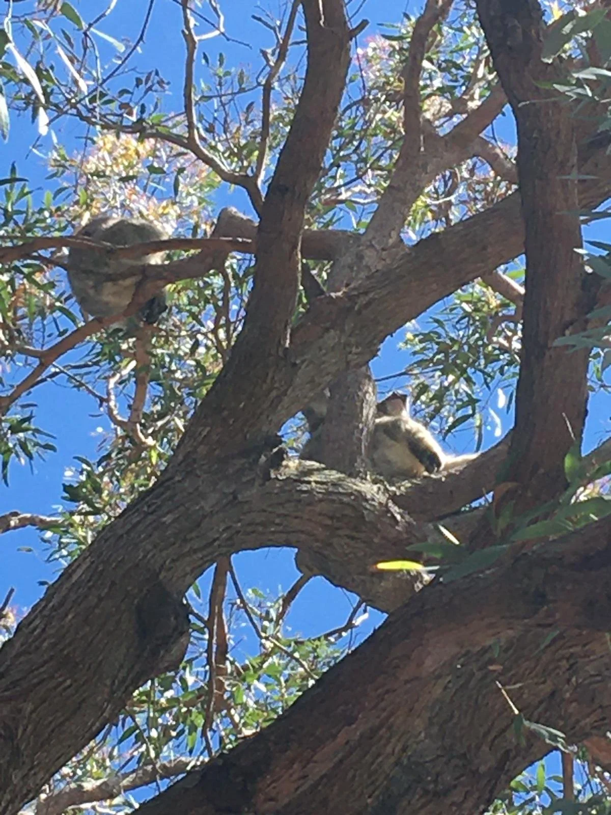 koala.jpeg