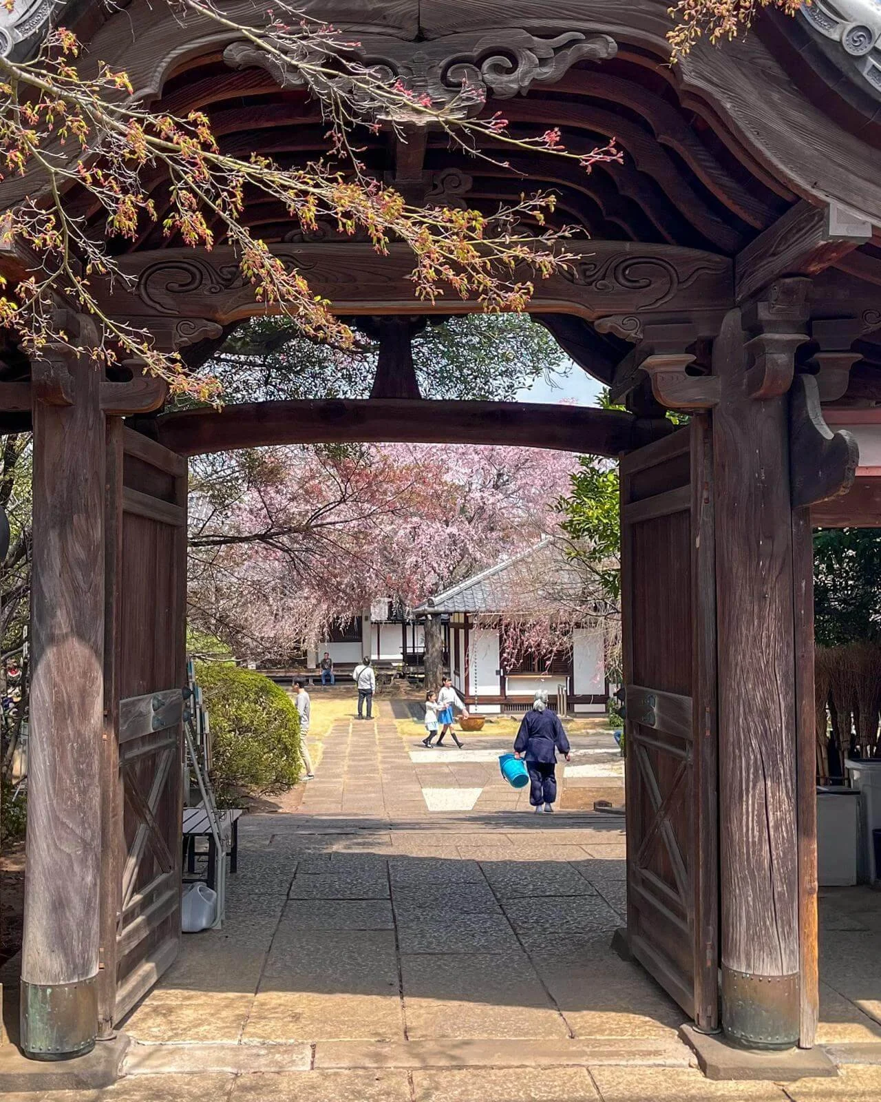 primavera-en-japon.jpeg