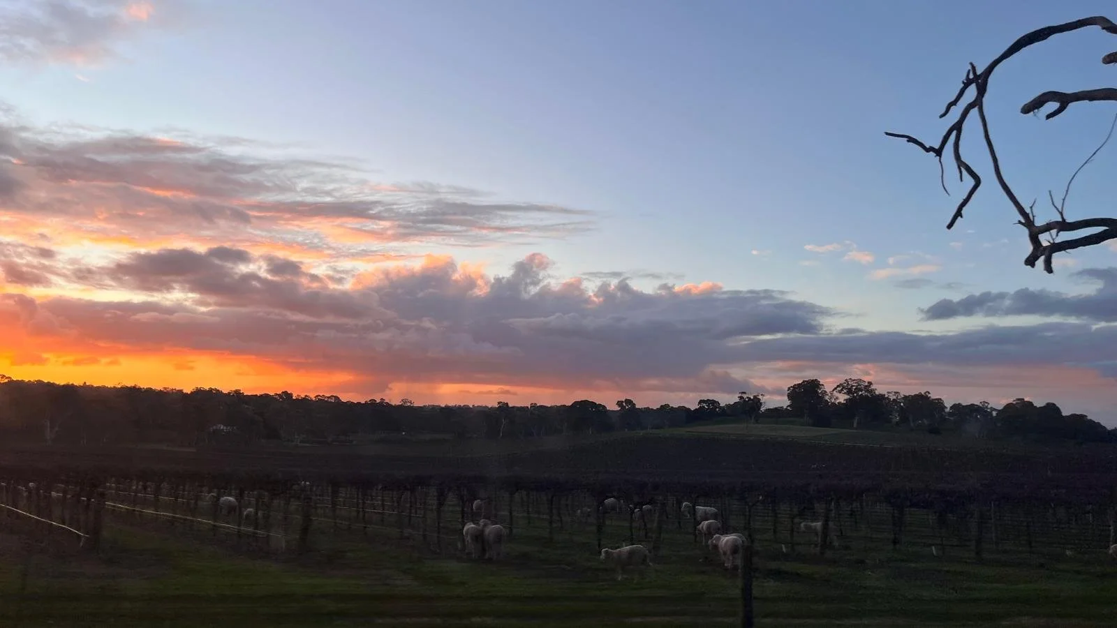 Madrugar para trabajar en granjas australianas, una rutina común para quienes hacen farm work