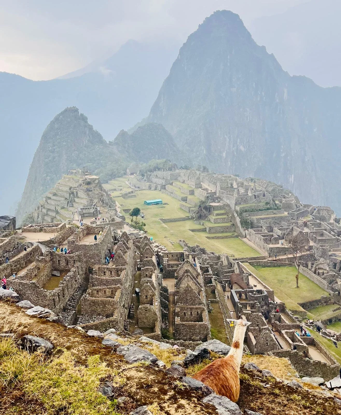 Vista de Machu Picchu con ruinas antiguas, montañas y nubes, observadas desde una posición elevada, con una llama en primer plano.
