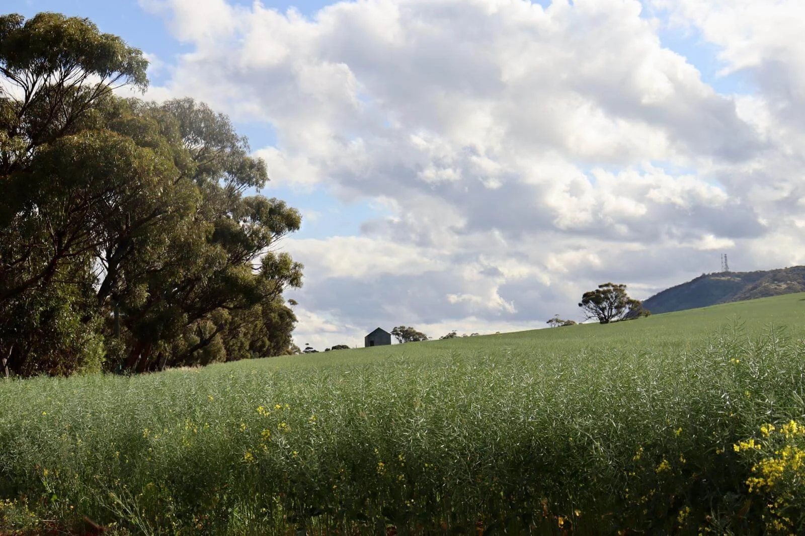 Aislamiento en zonas rurales de Australia, una parte común de la experiencia Working Holiday en granjas