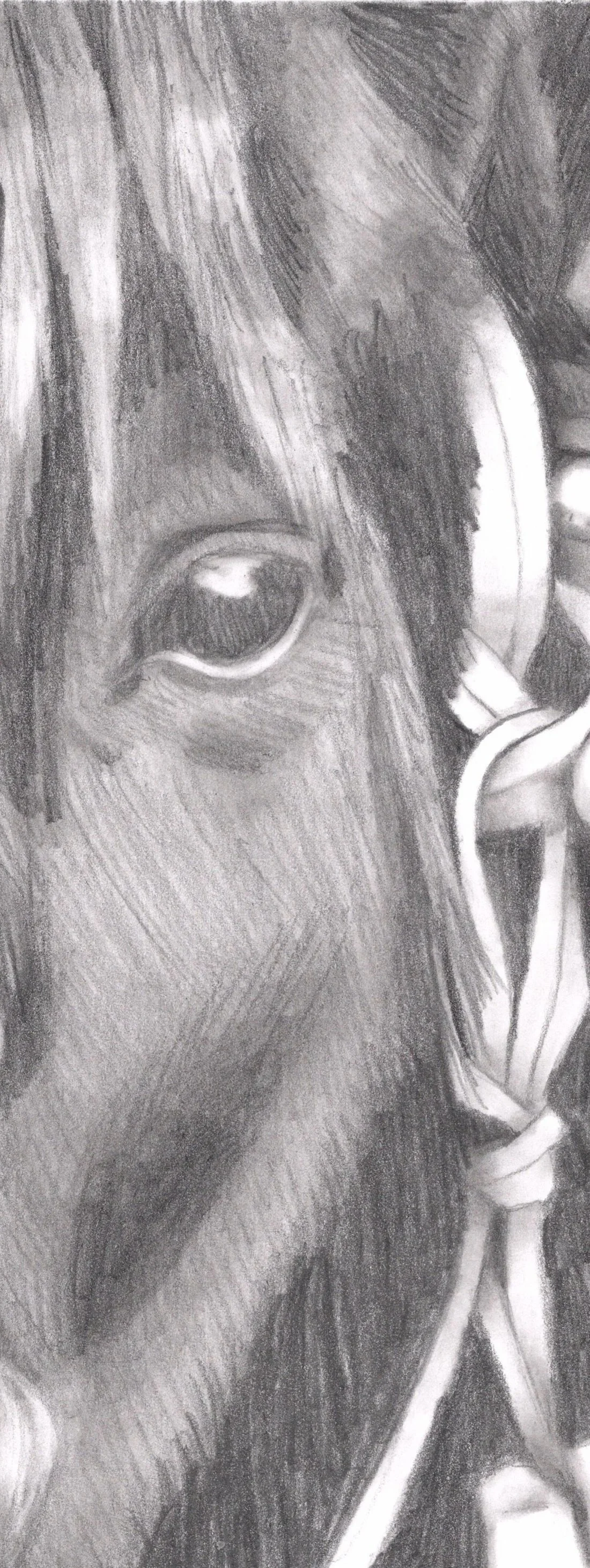 Charli-Horse.jpg