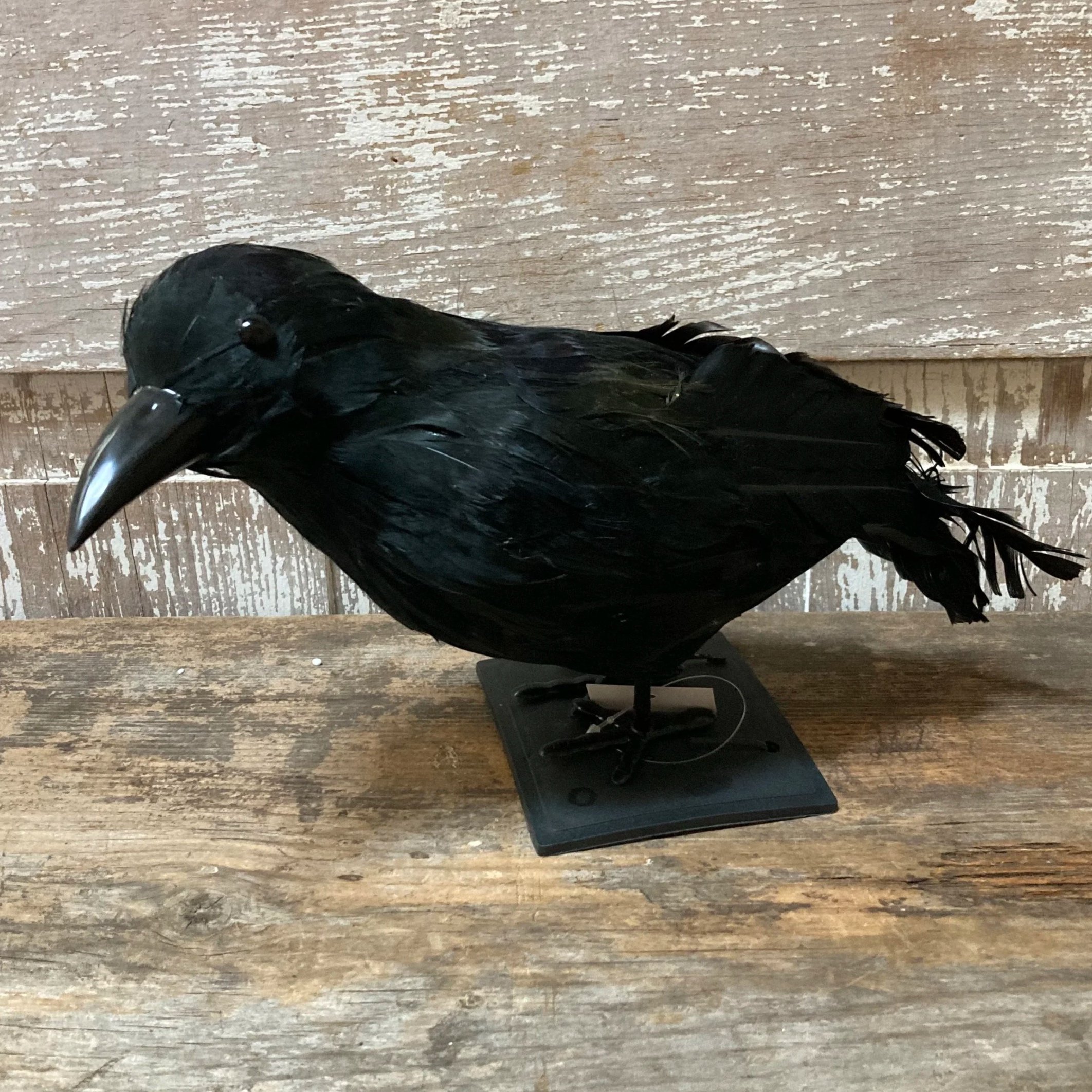 Feathered Raven