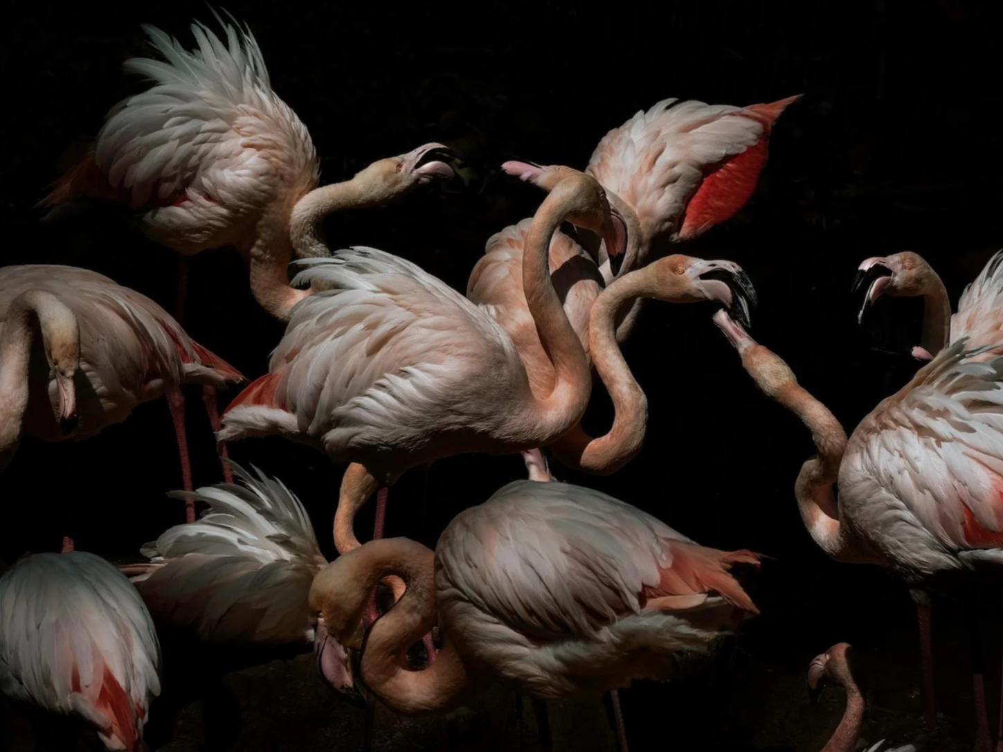 PREVIEW - FLAMINGOS