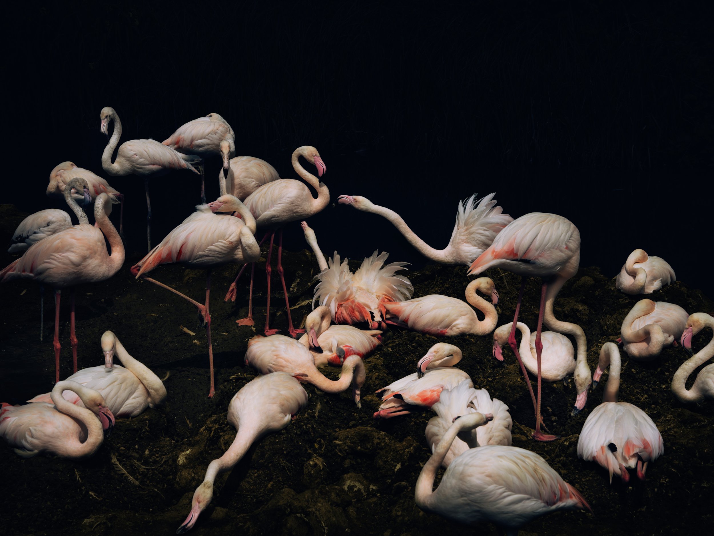 FLAMINGOS (2026 - ongoing)