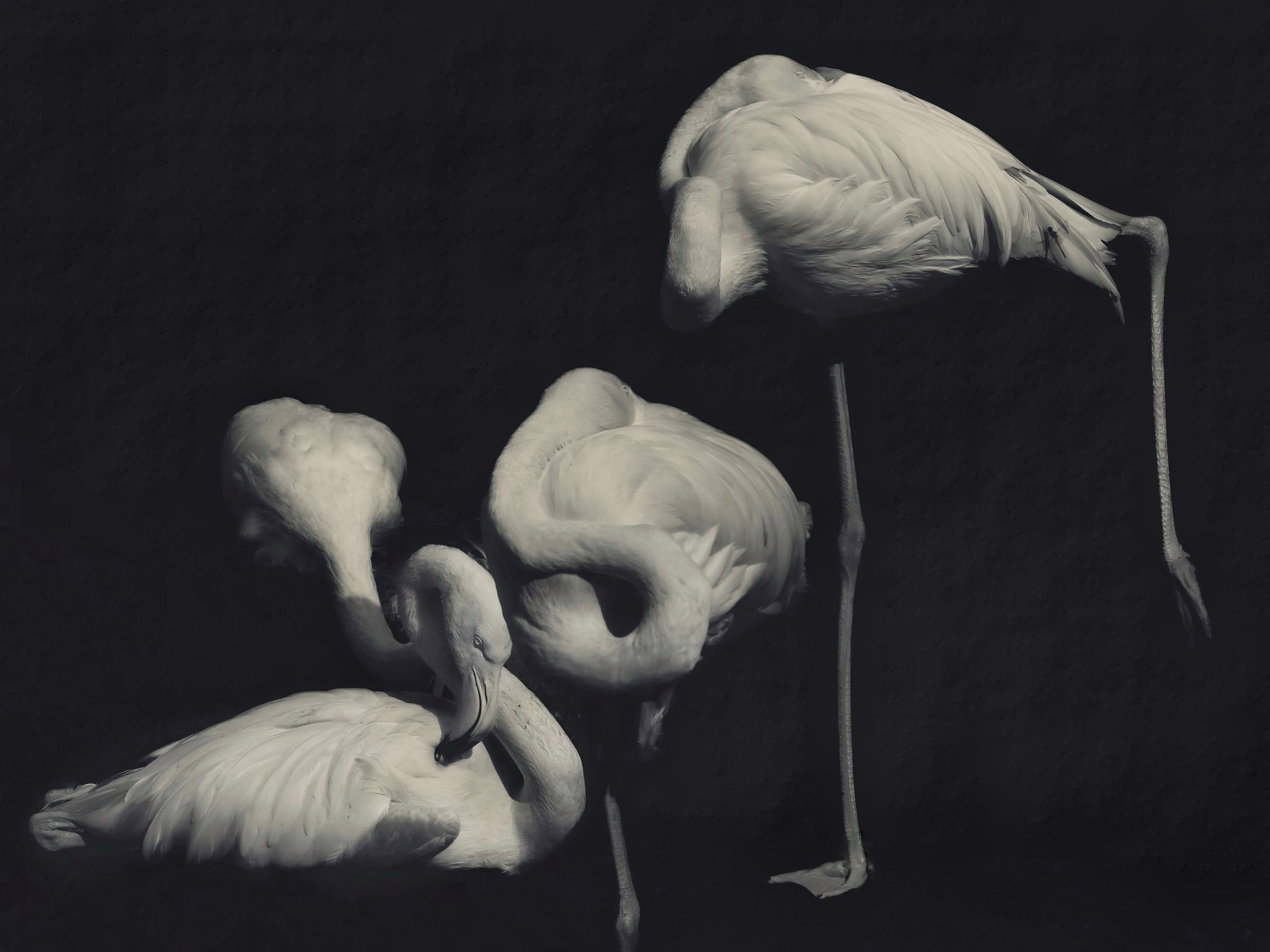 Stillness Flamingos Nicole Giesa