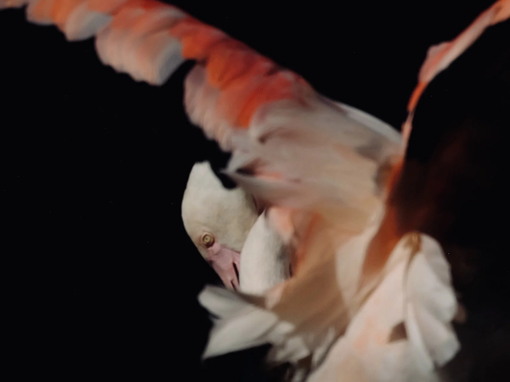Masquerade Flamingos Nicole Giesa