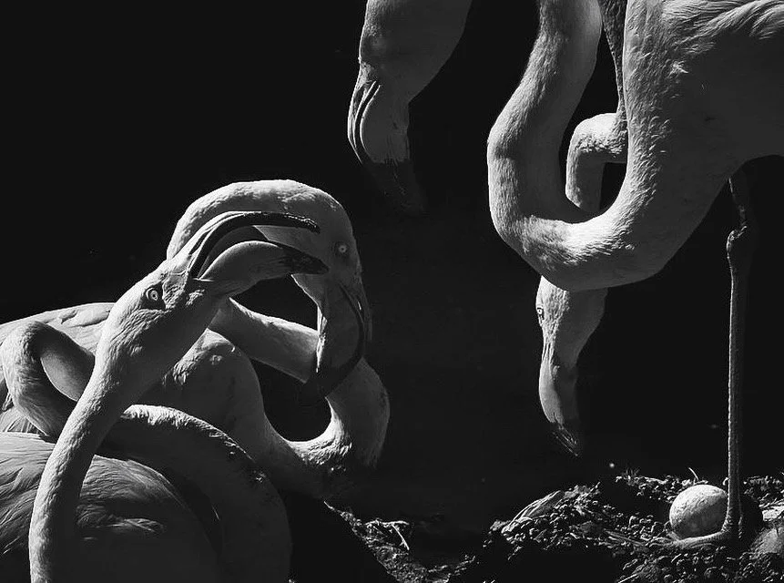 30 Millionen Years Flamingos Nicole Giesa