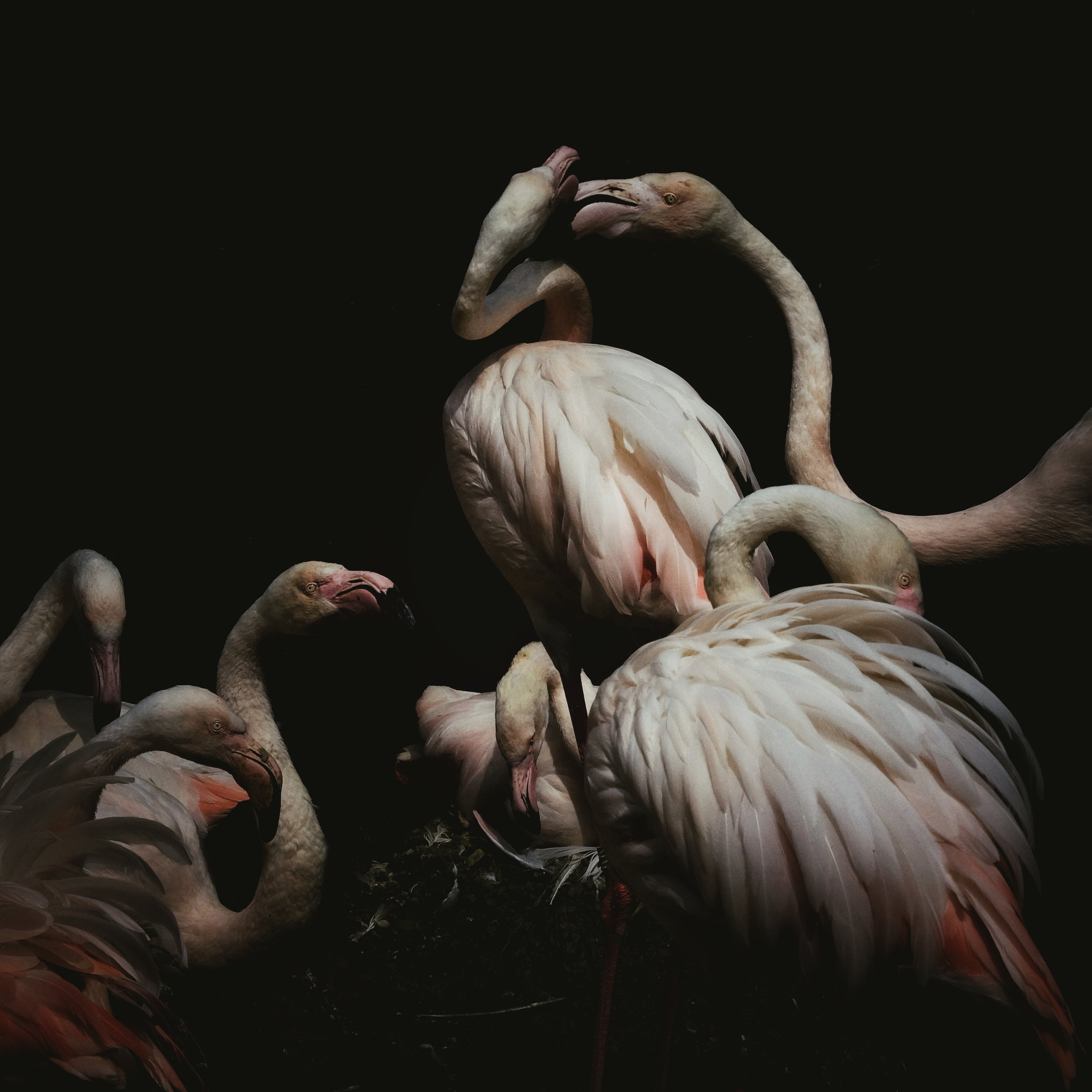 The Arrival _ Flamingos _ Nicole Giesa