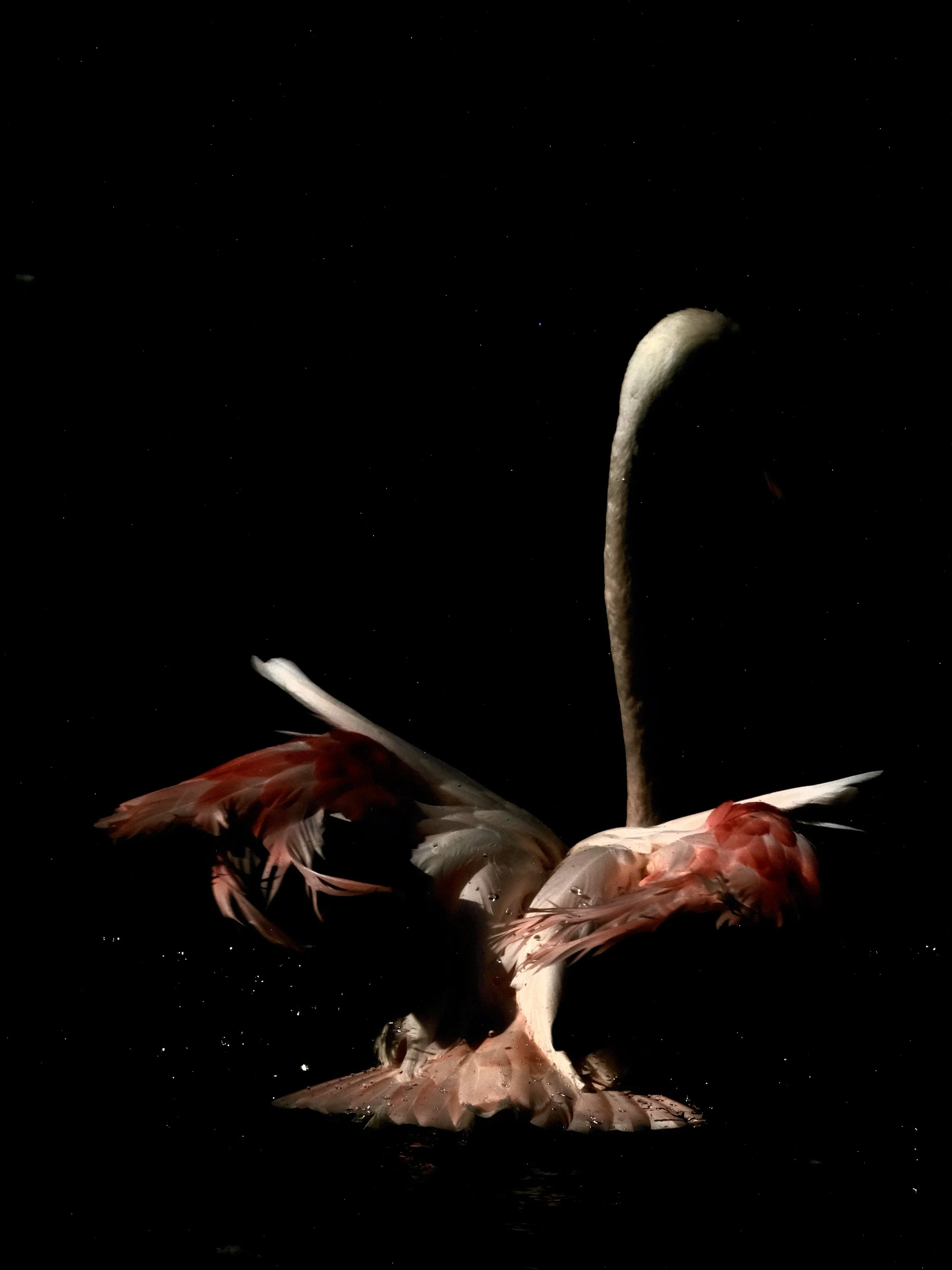 Flamingos dark color Nicole Giesa