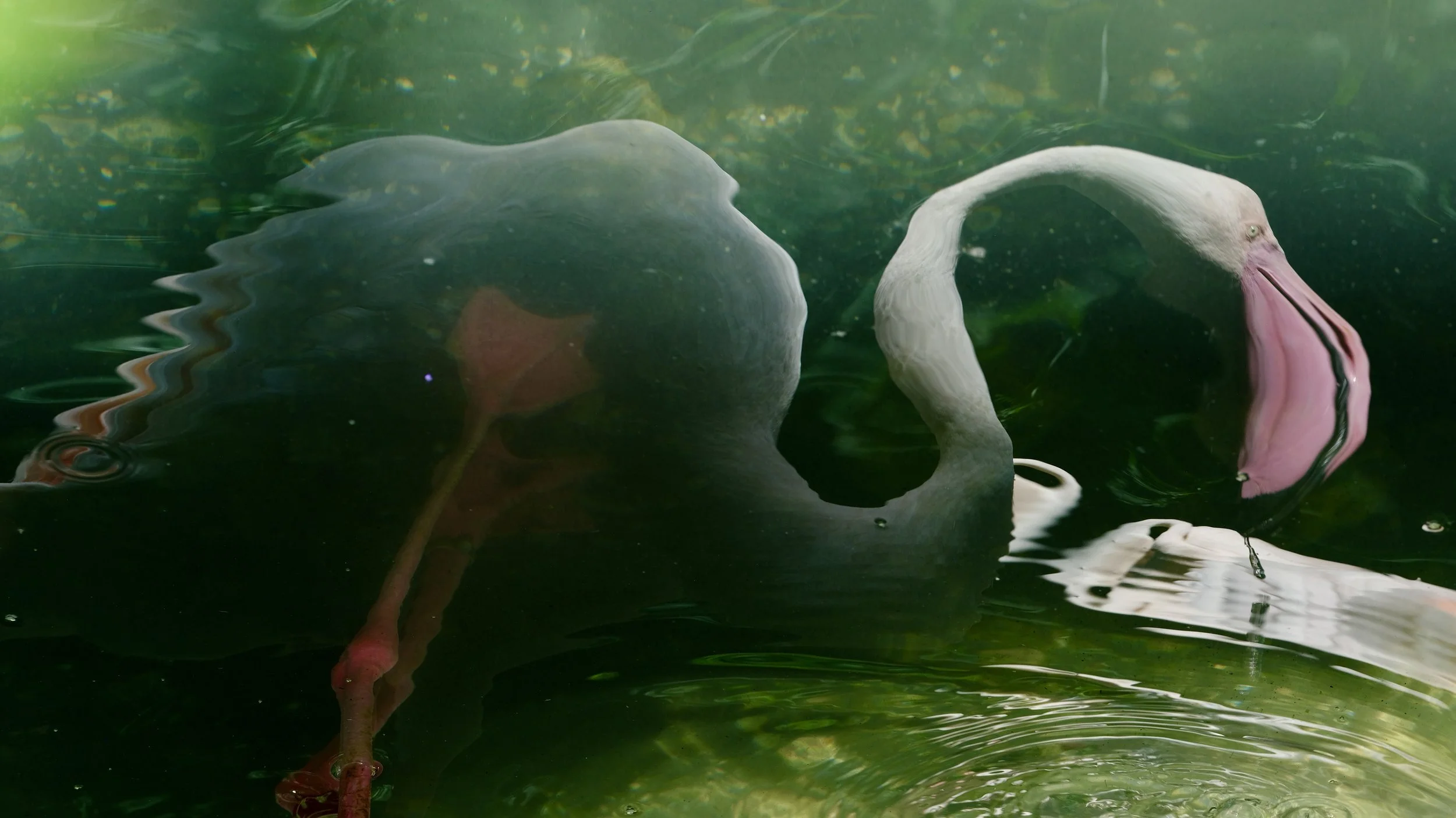 30 MILLION YEARS_Flamingos_Nicole Giesa.jpg