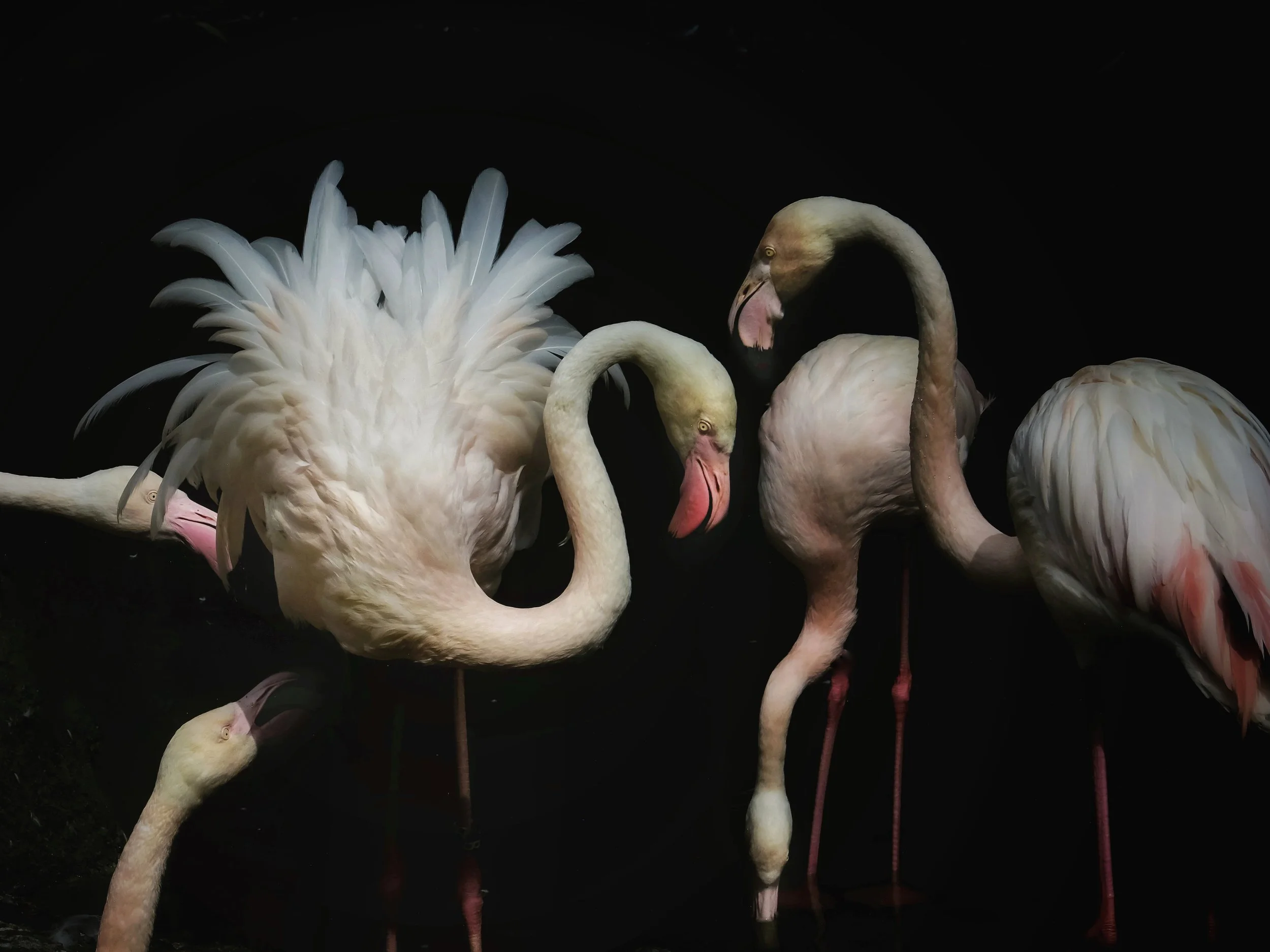 A Rhythm _ Flamingos _ Nicole Giesa