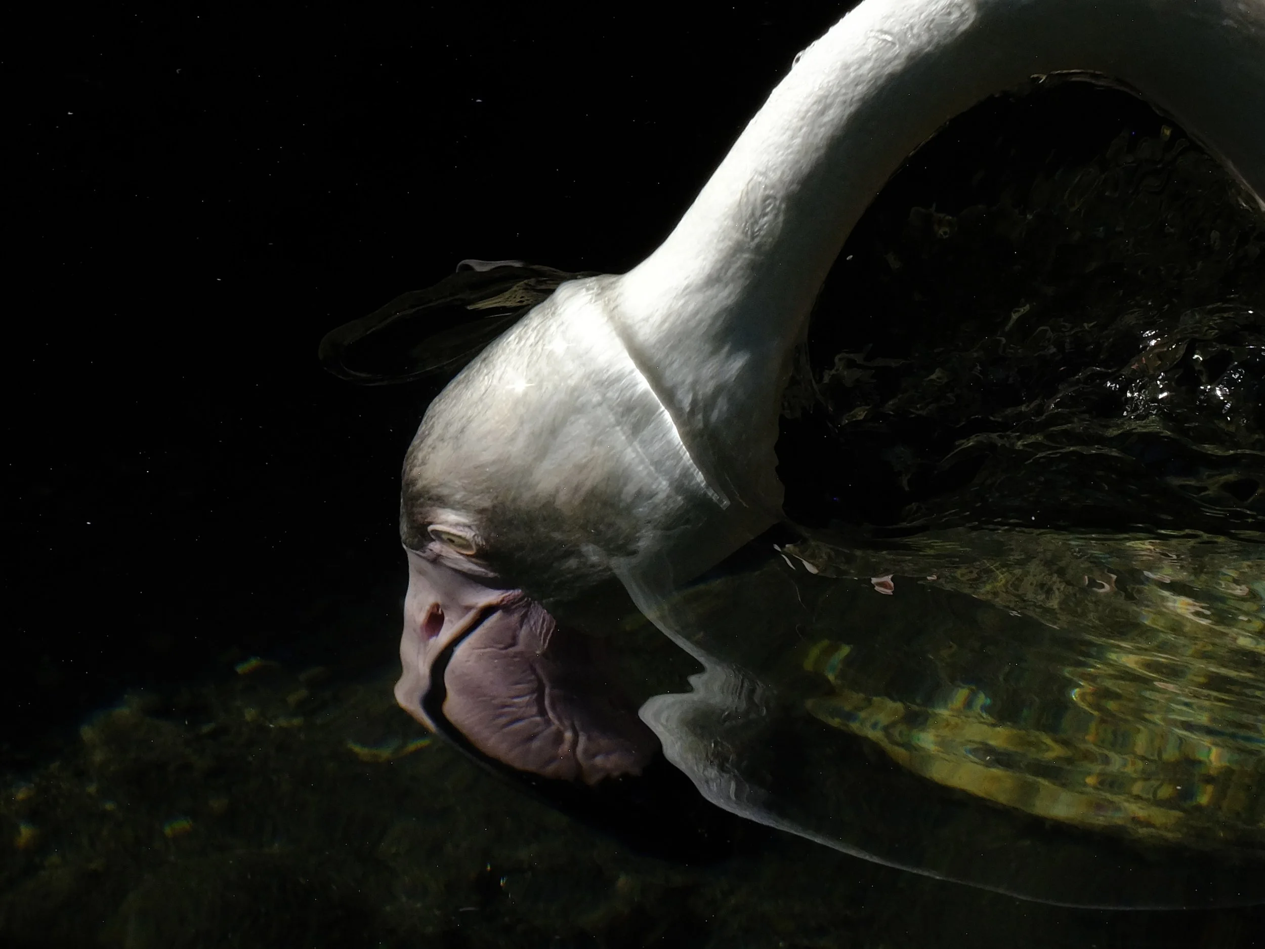 Where worlds dissolve Flamingos Nicole Giesa