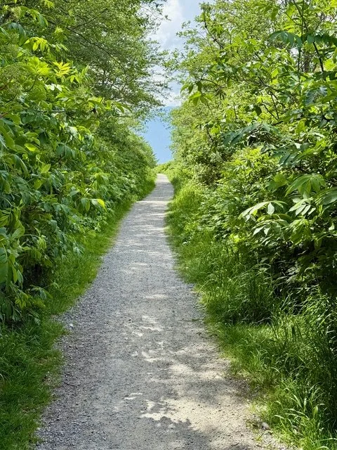 lush trail looking towards a body of water