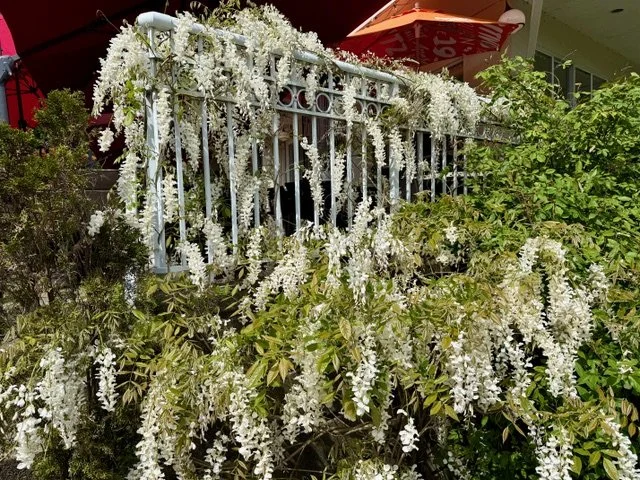 white wysteria