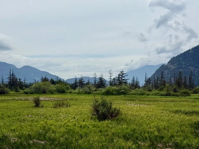 view of the mountains from a meadow