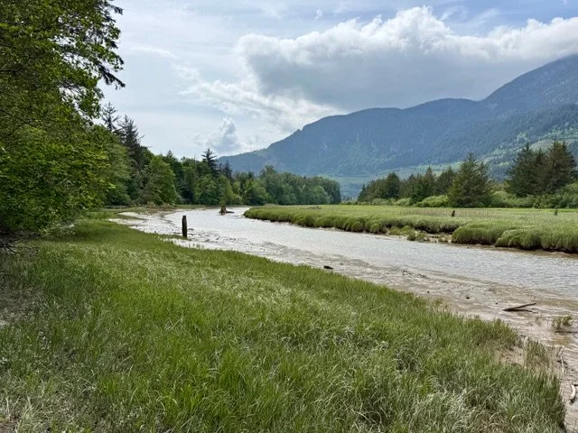 meadow and  with mountains in the background