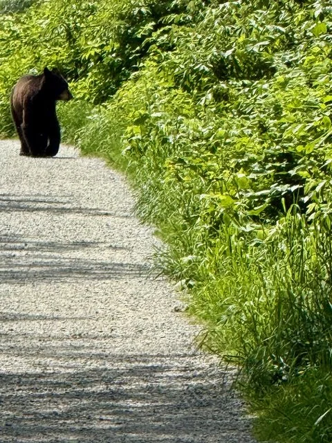 bear on trail