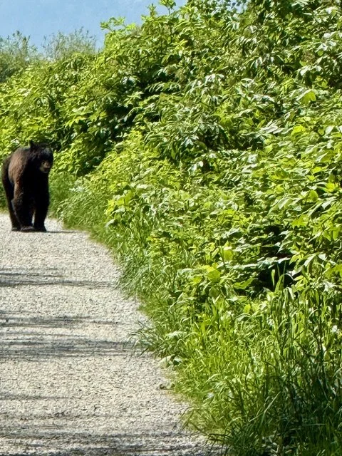 bear on trail