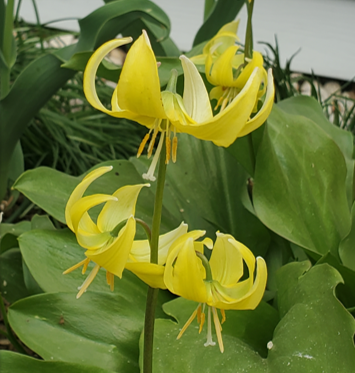 Spring Ephemerals