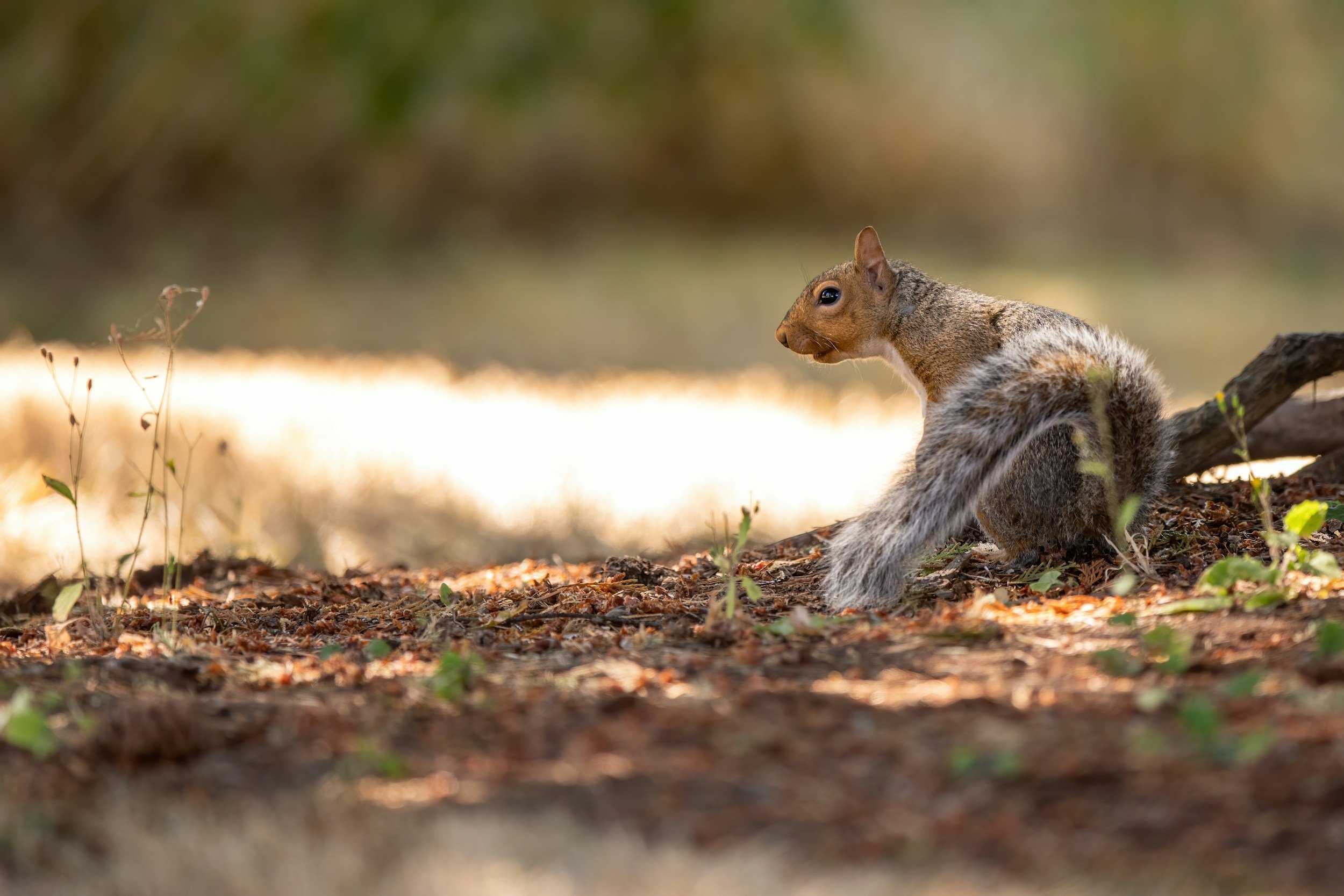 Organic Pest Control