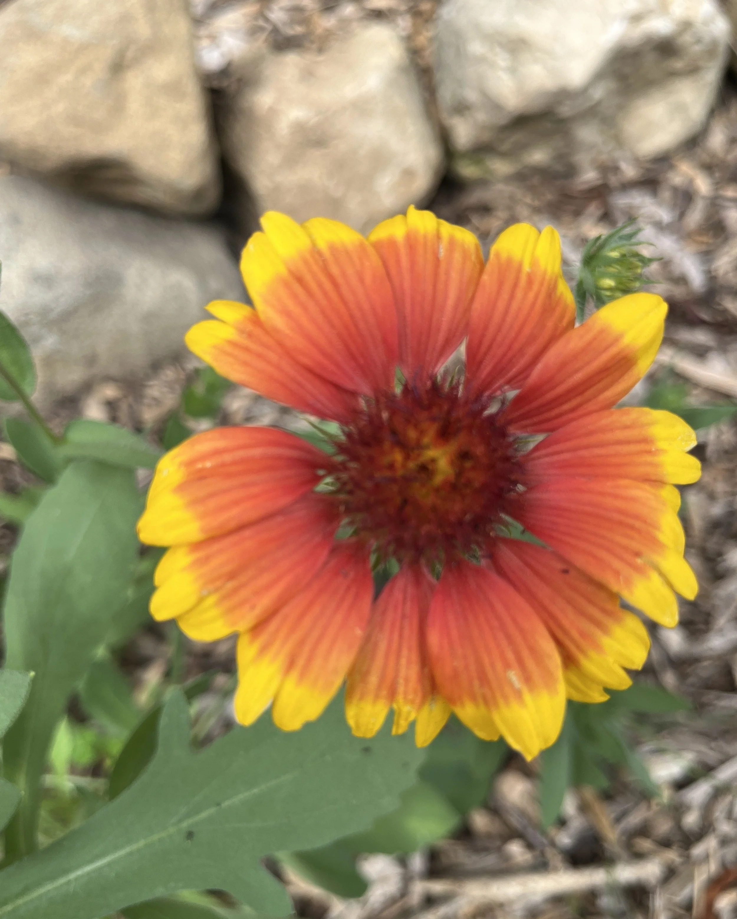 Blanket Your Flower Bed with Gaillardia
