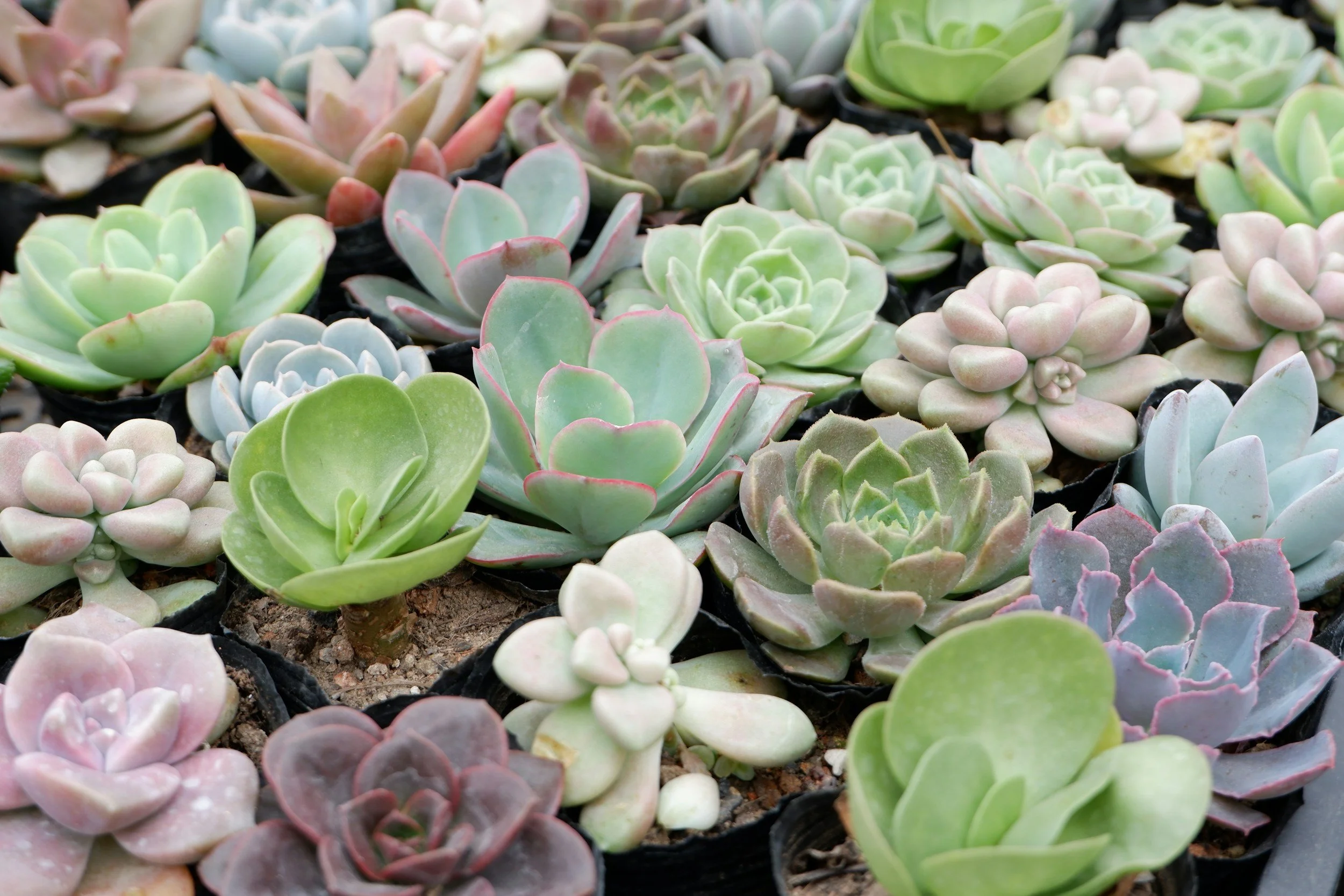Growing a Succulent Garden