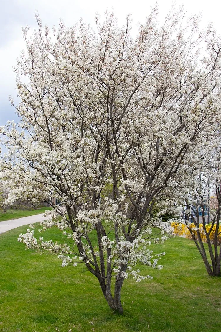 Serviceberry: A Tree for all Seasons