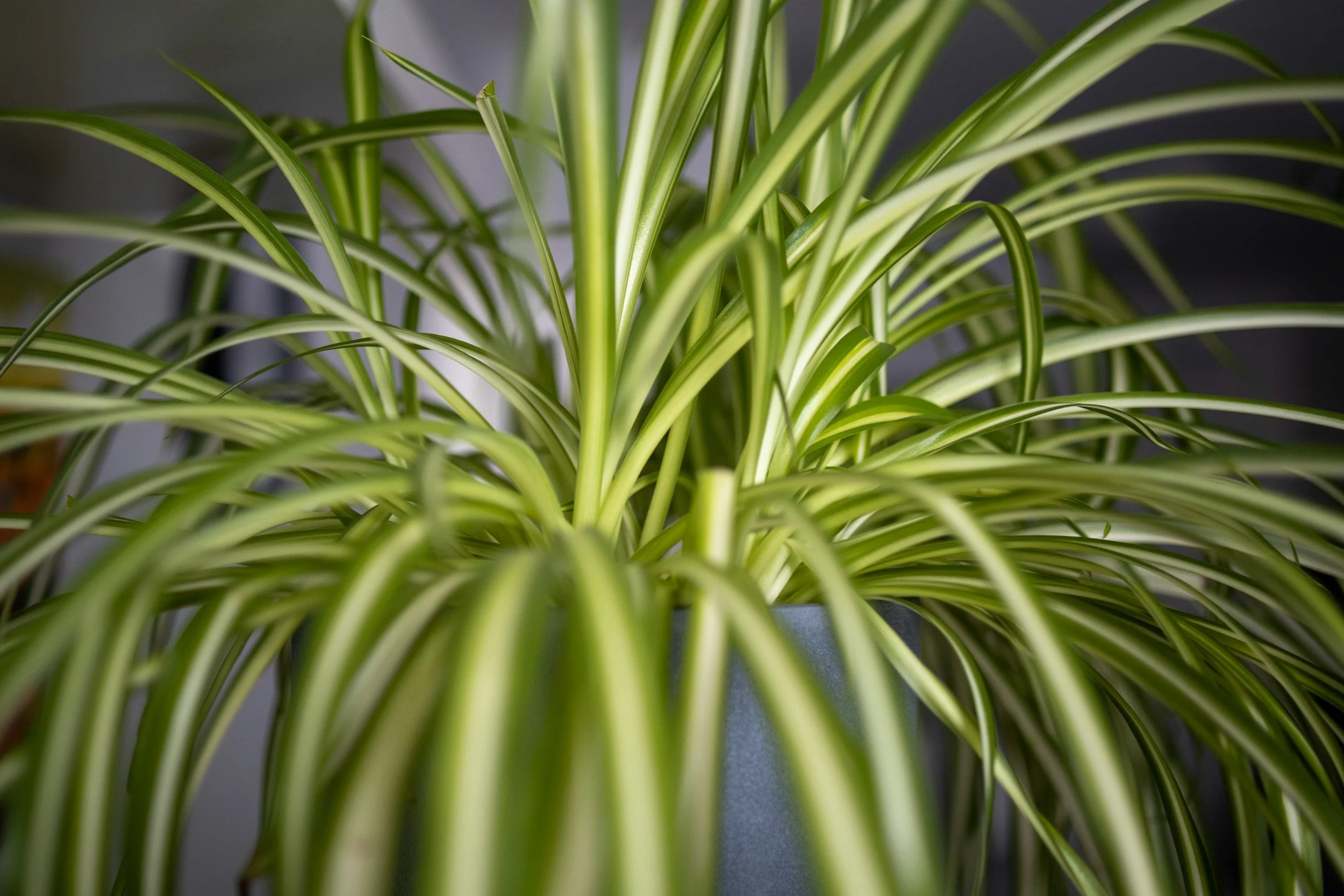 Spider Plant: a Good Beginning