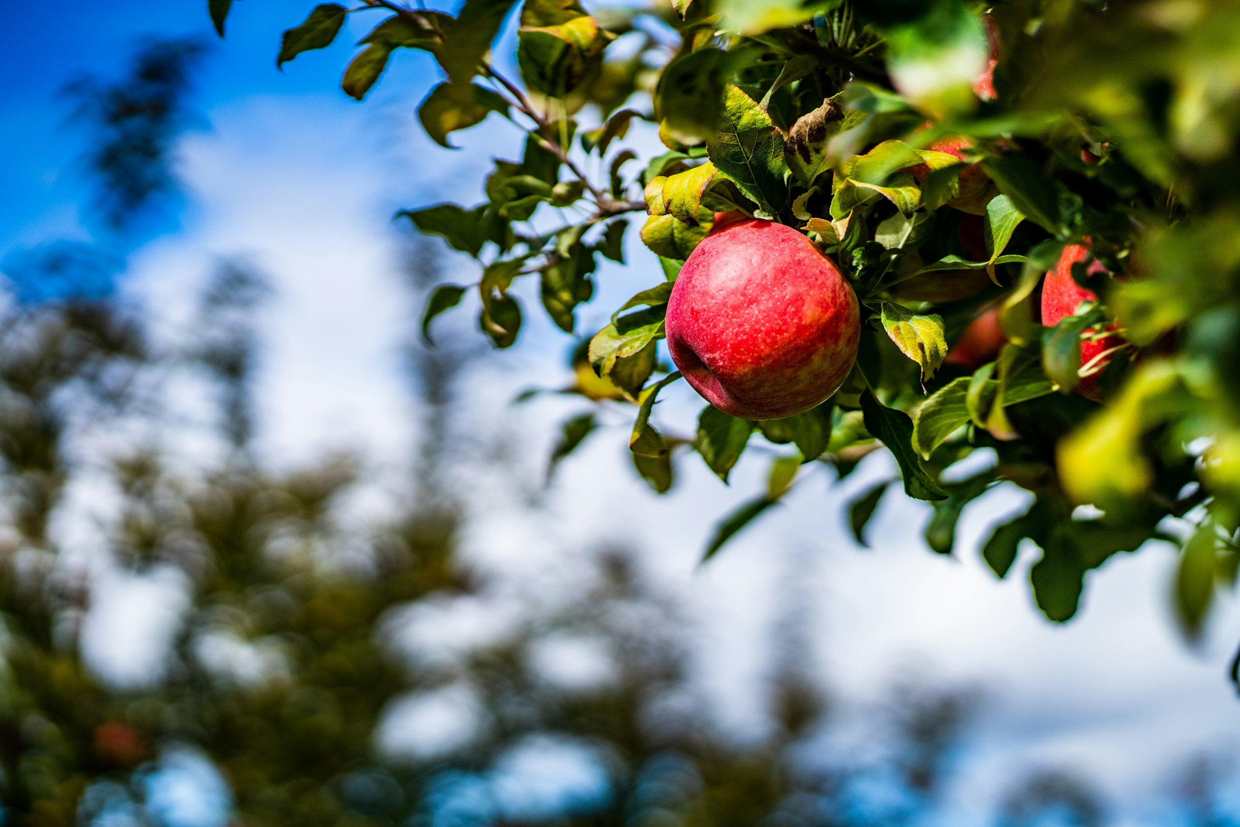 Small Home Fruit Orchards