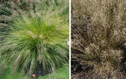 Native Grasses 