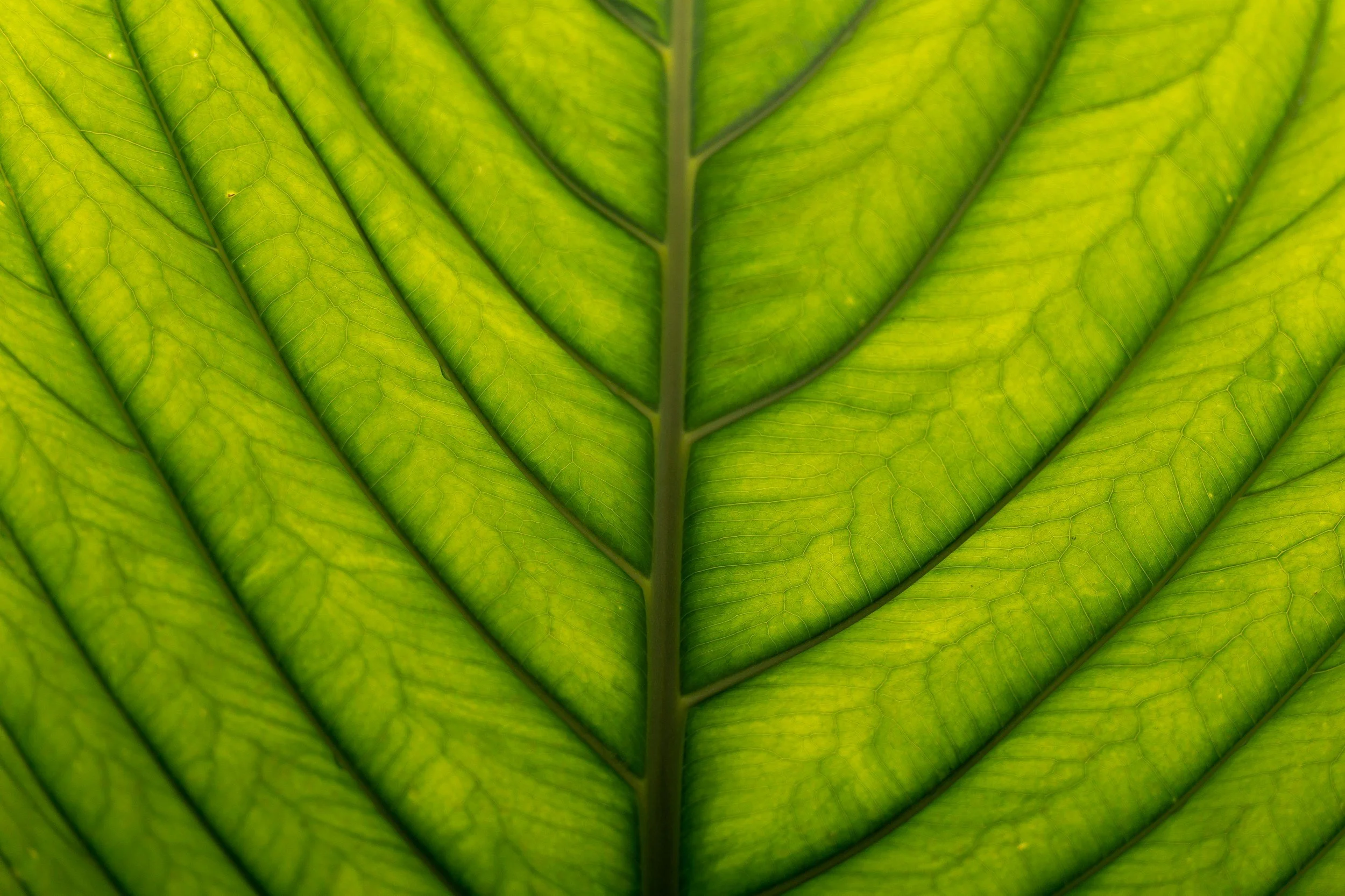 Making A Leaf Casting 