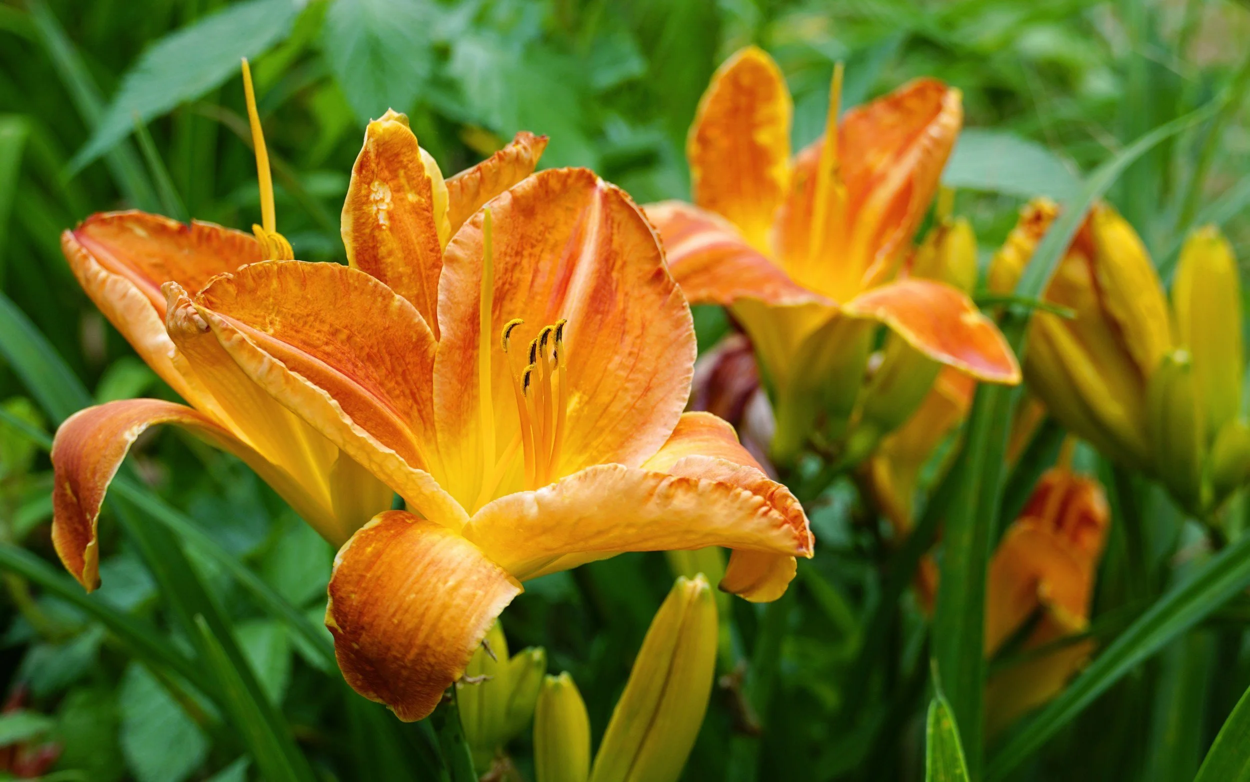 Daylilies: How to Grow and Care for Them 