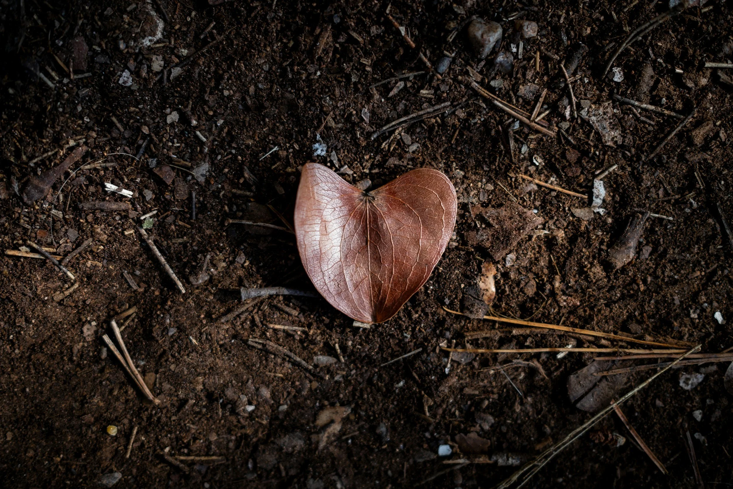 Garden Soil Management 