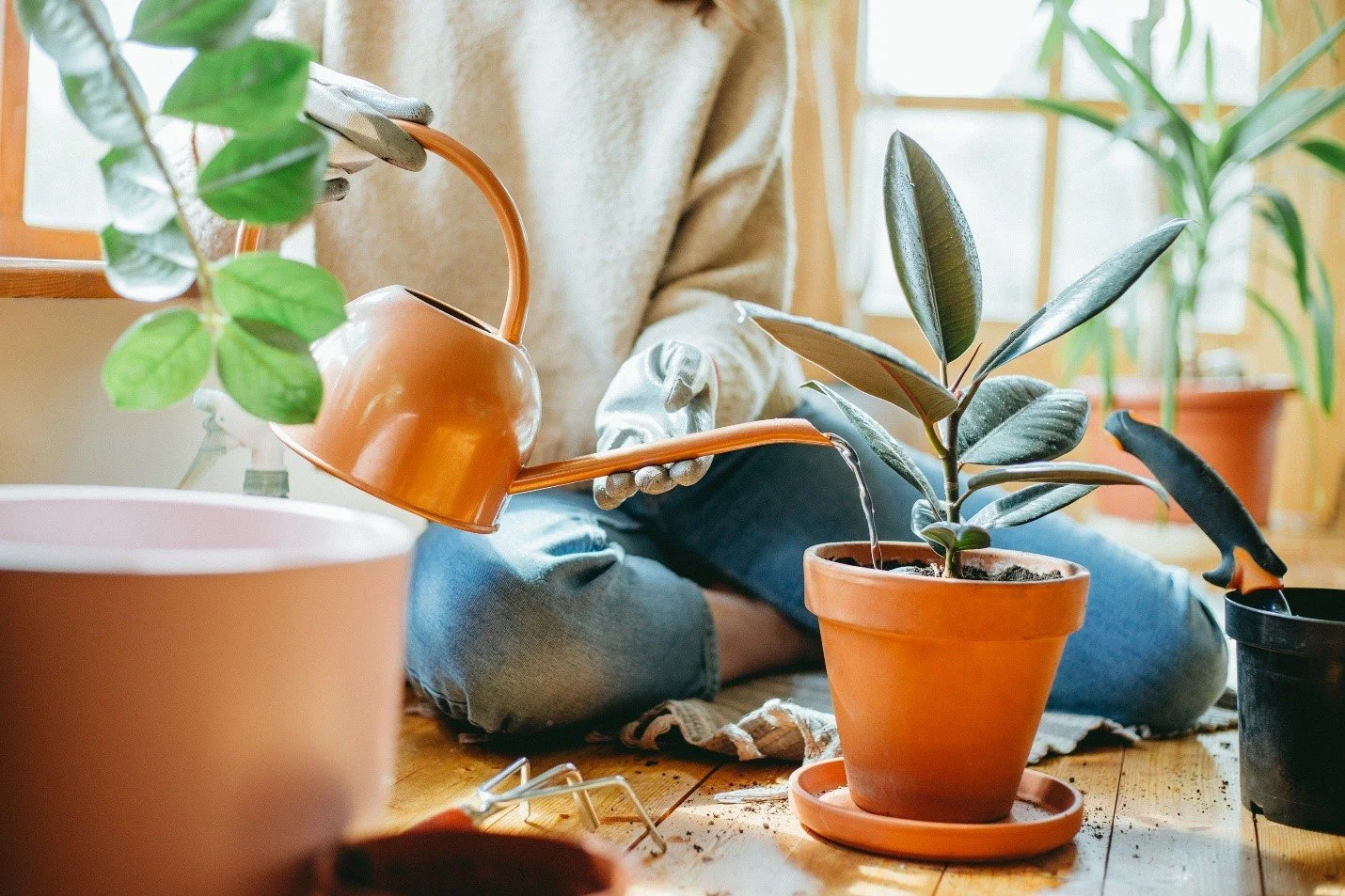 Winter Houseplant Care