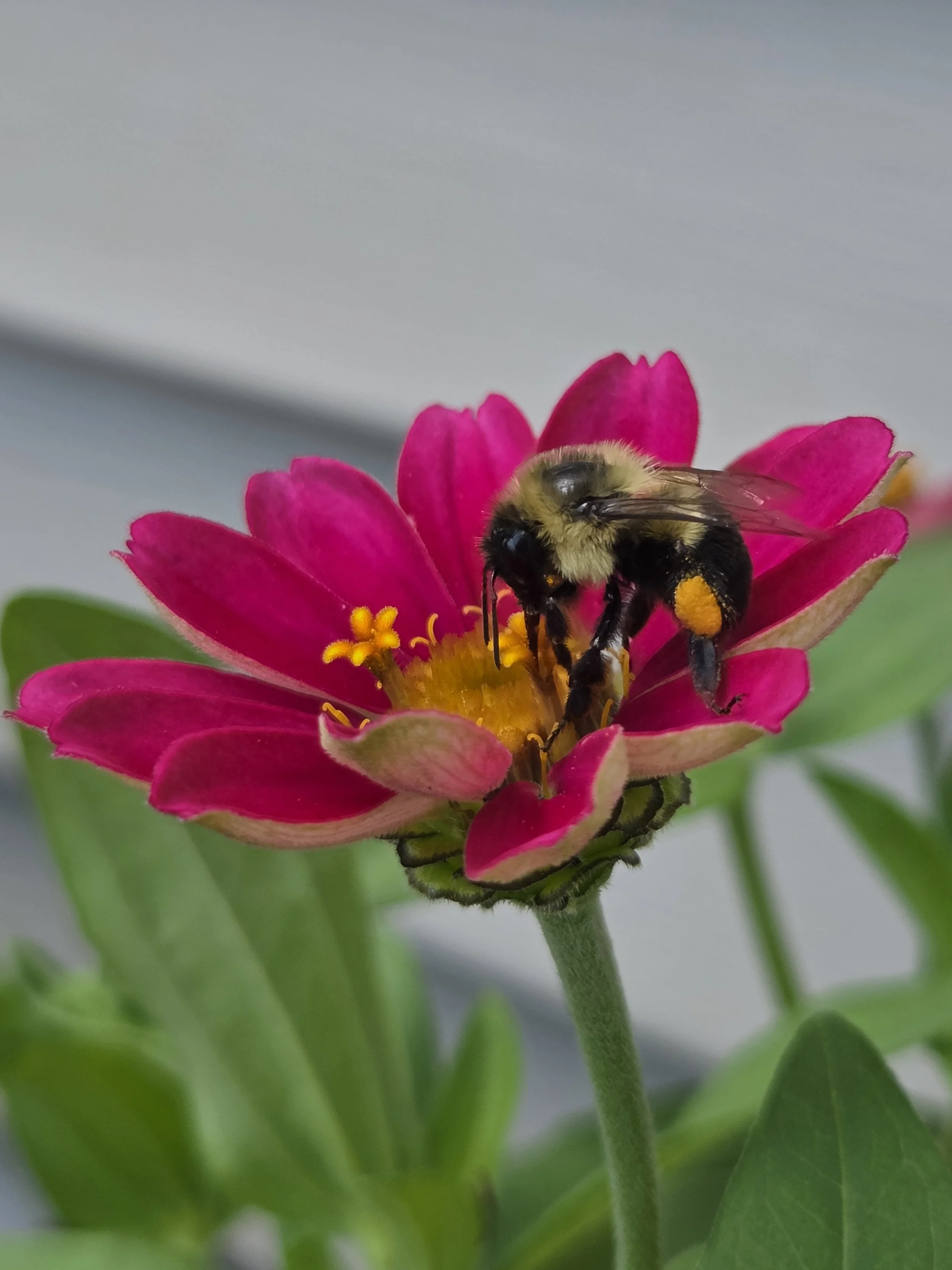 Pollinator Gardens