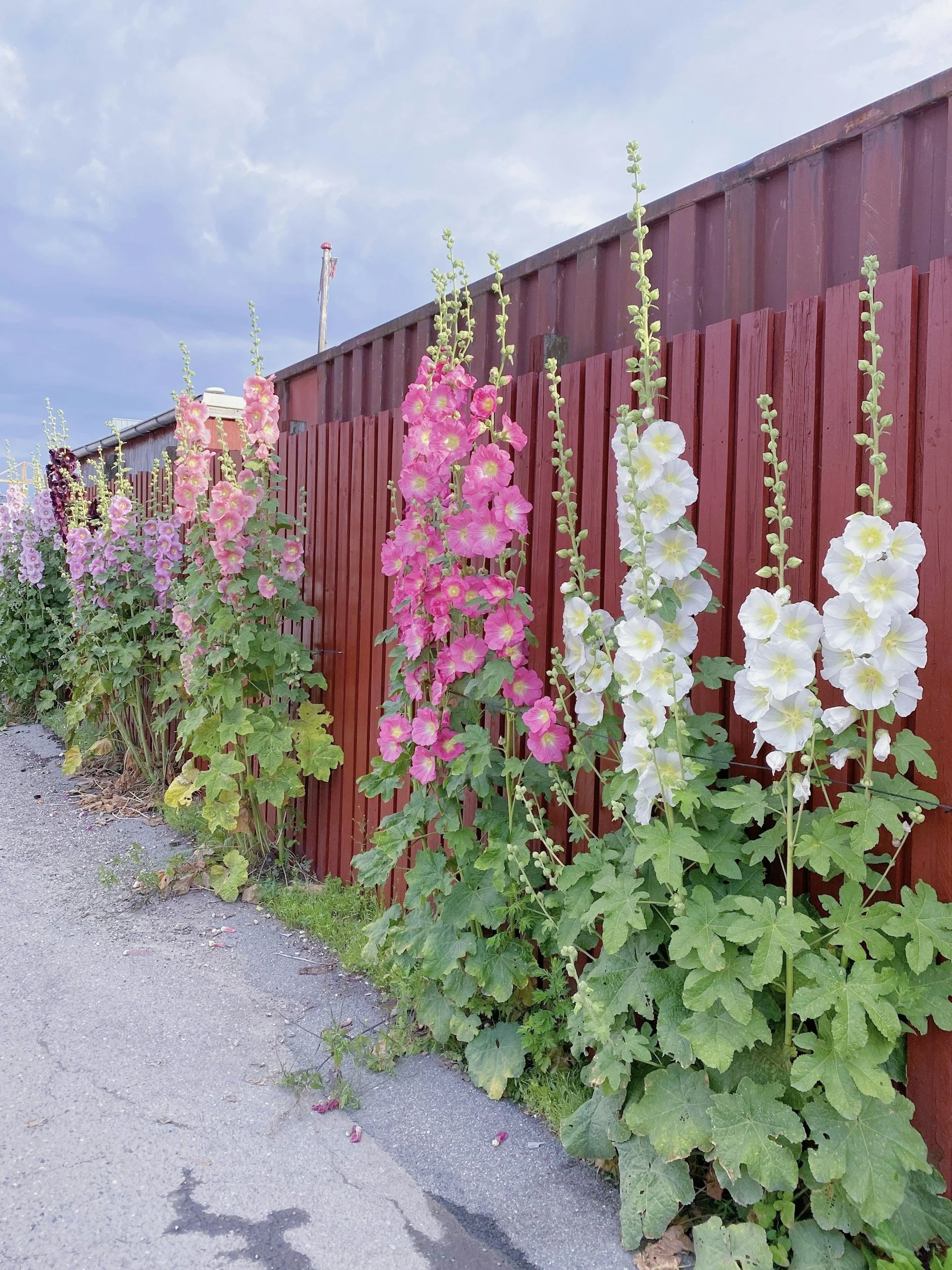 Quaint Hollyhock Make a Resurgence