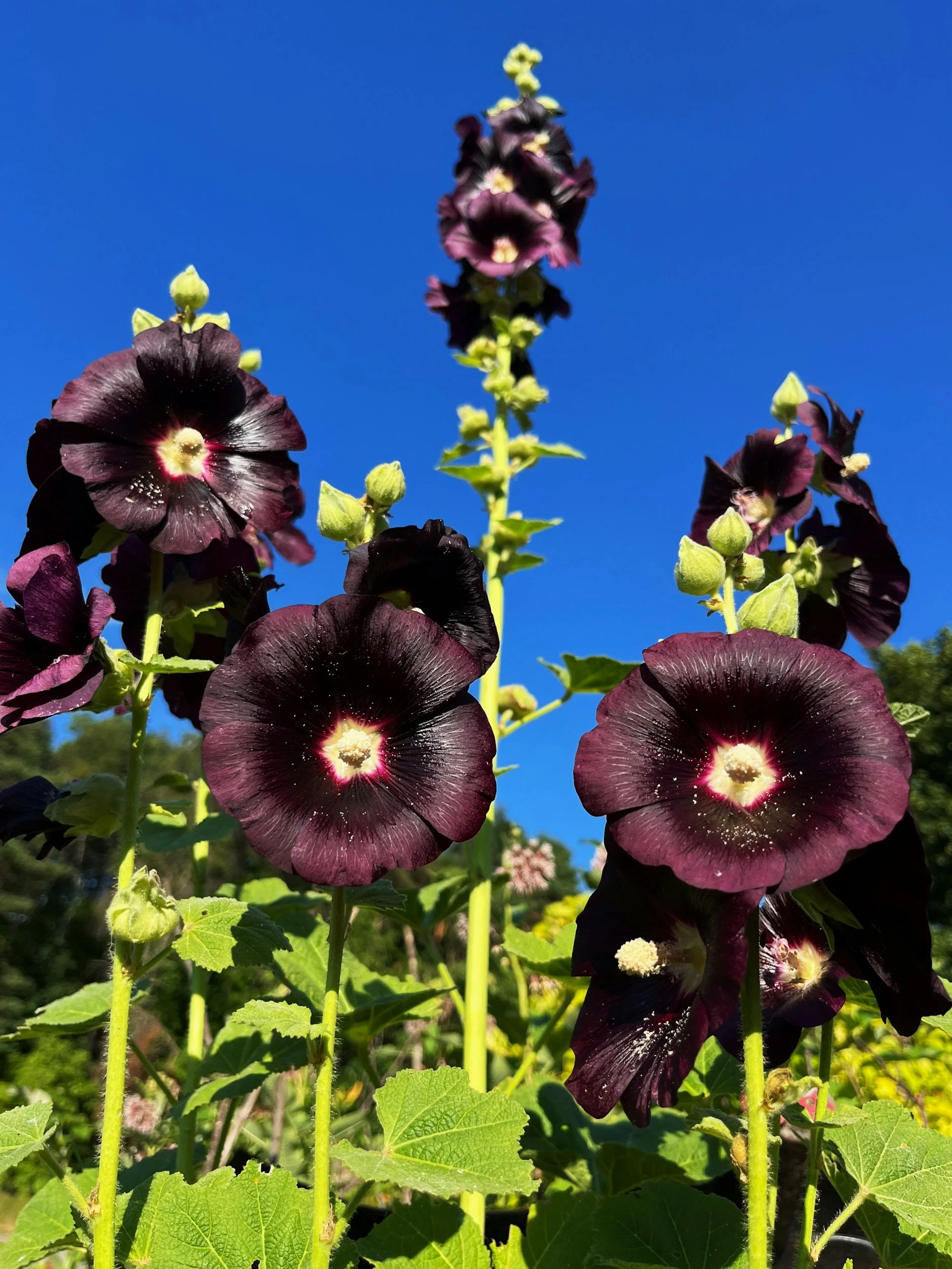 black hollyhocks against a blue sky