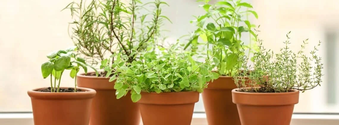 Windowsill Herbs