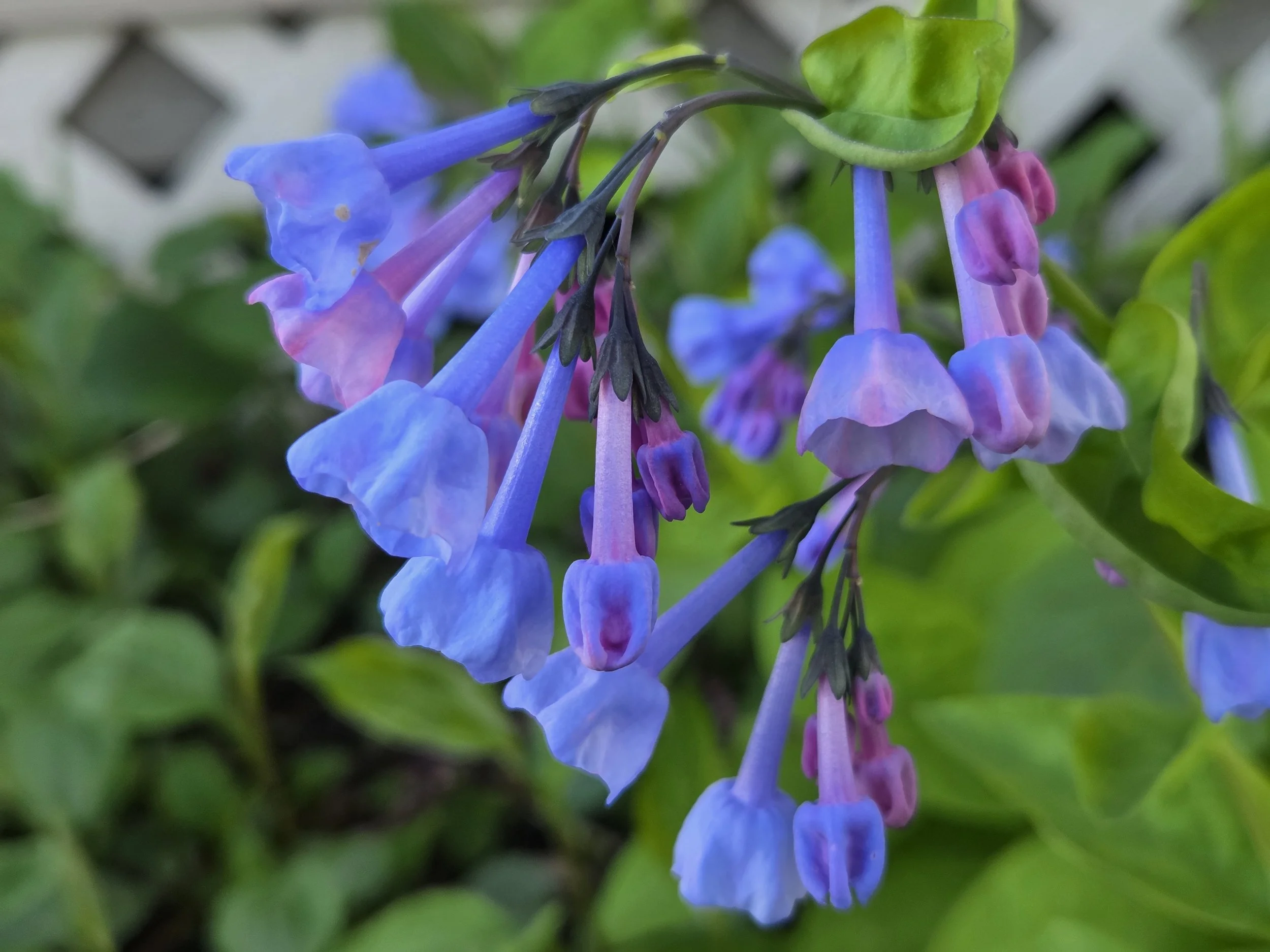 Virginia Bluebells