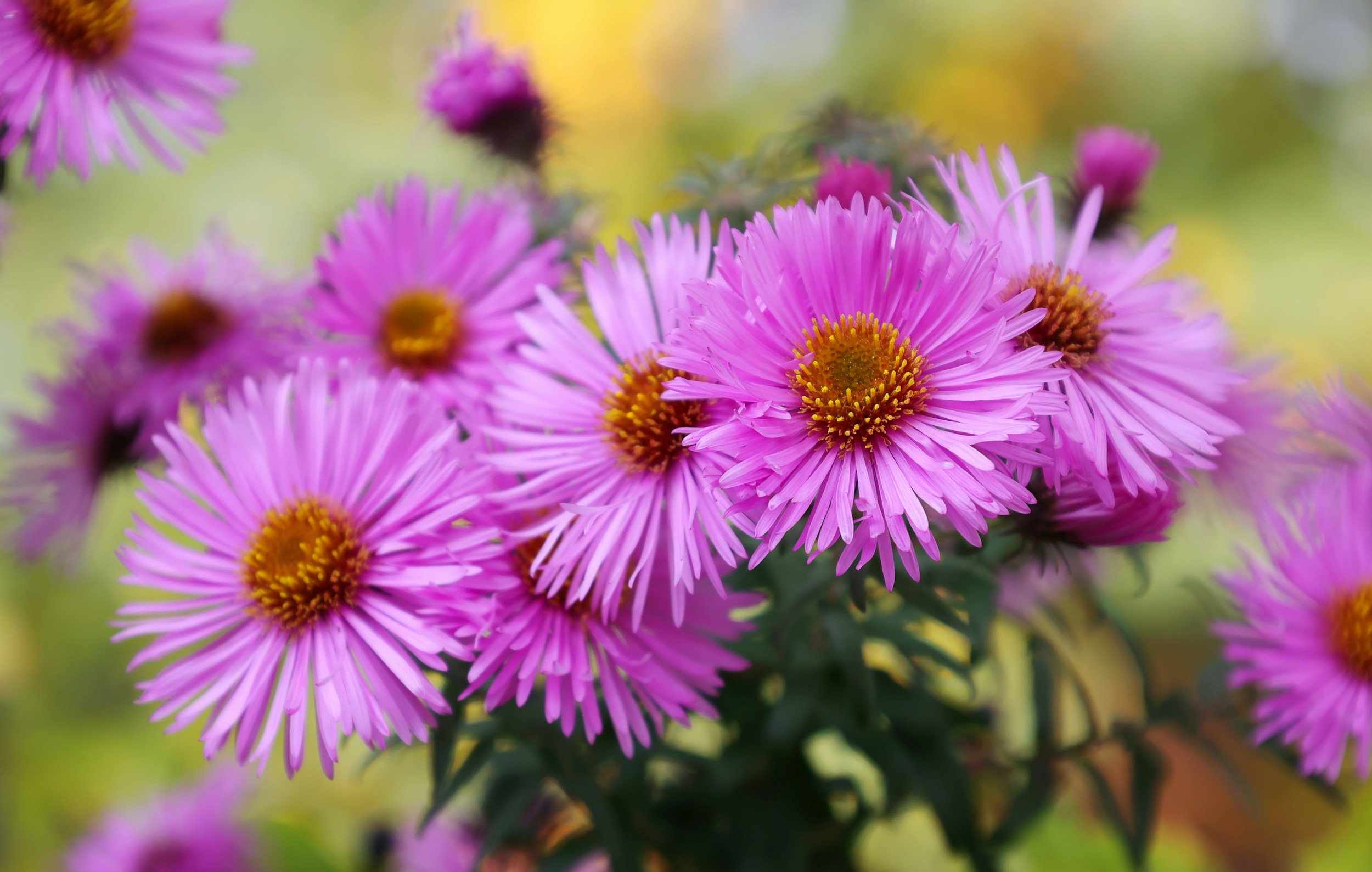 More Than Mums: Fall Perennial Blooms