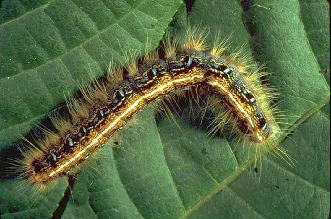 eastern-tent-caterpillar-1_edit-1120x741.391304348-c-default.jpg
