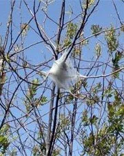 ETC-nests.jpg