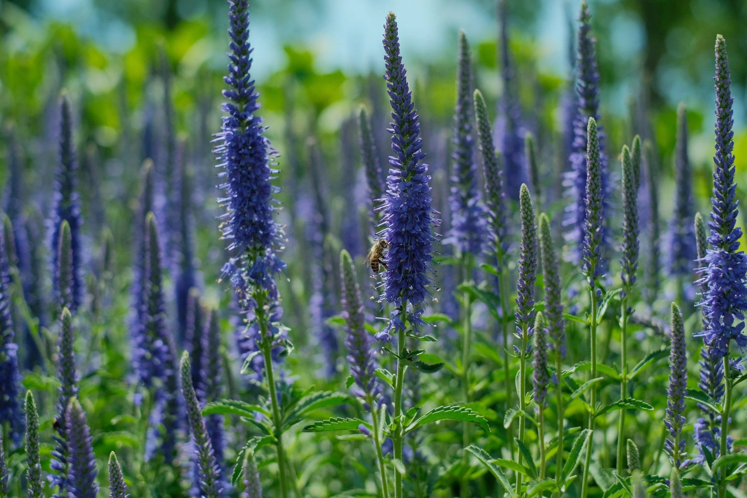 Speedwell: A Delightful and Dependable Perennial